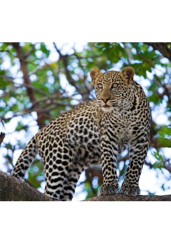 Fototapete »Leopard auf dem Baum«