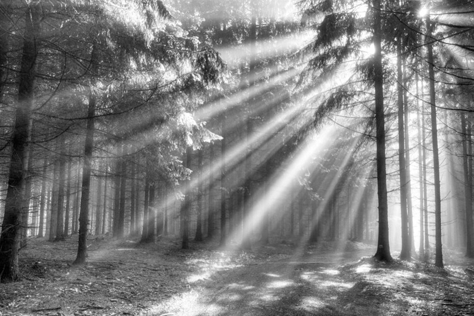 Image of Papermoon Fototapete »Wood Glade«, matt, BlueBack, 7 Bahnen, 350 x 260 cm bei Ackermann Versand Schweiz