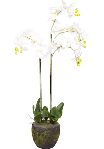 Botanic-Haus Kunstorchidee »Orchidee«, (1 St.) kaufen