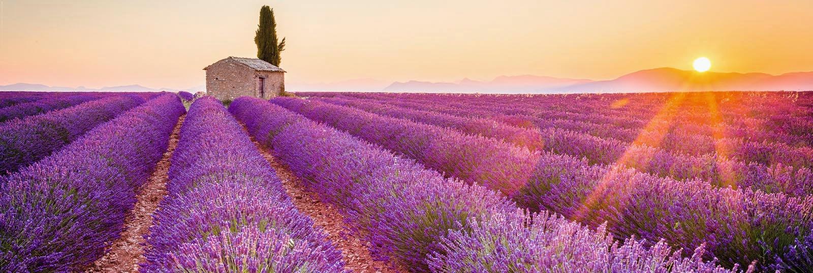 Image of Home affaire Deco-Panel »Lavendel Horizont« bei Ackermann Versand Schweiz