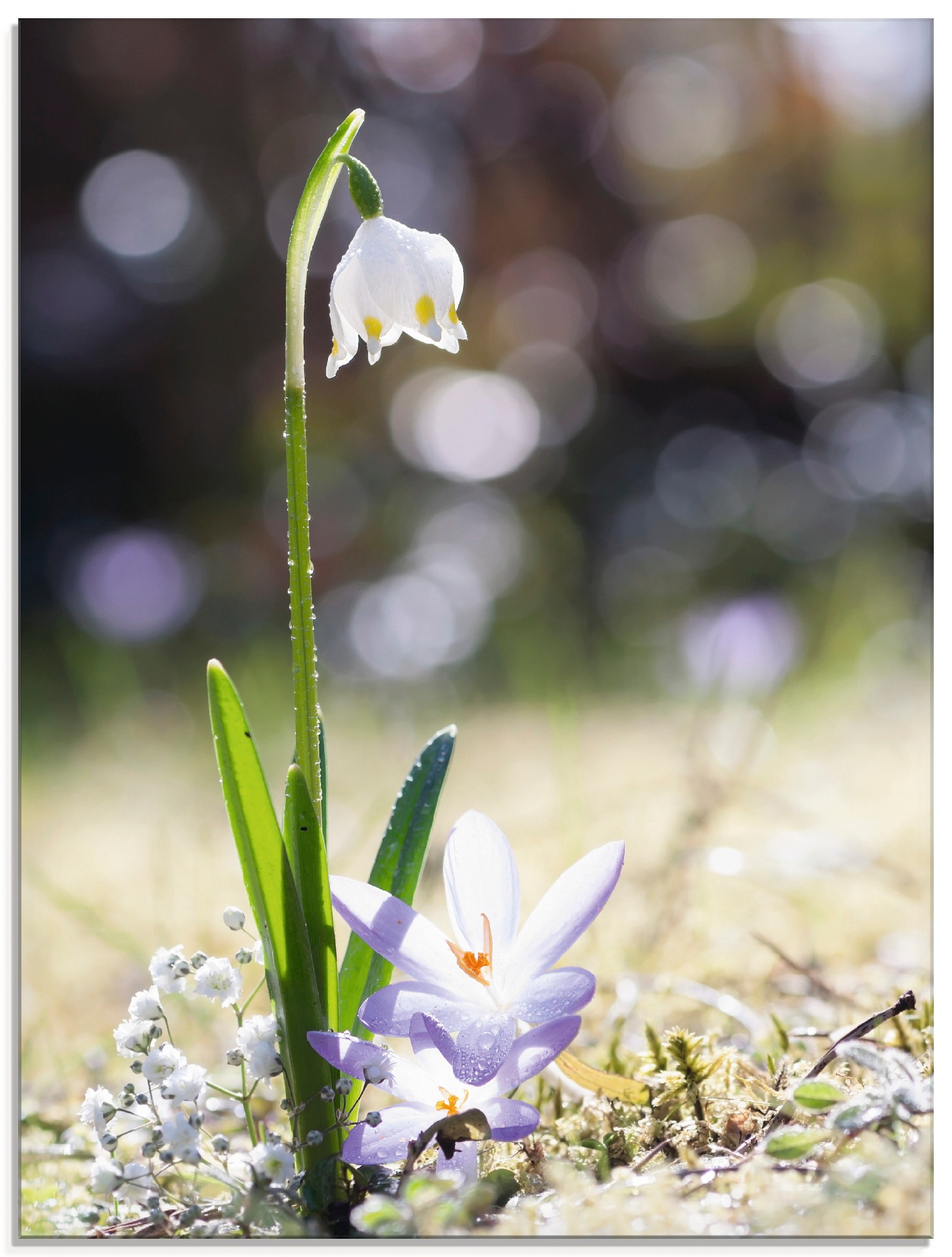 Image of Artland Glasbild »Märzenbecher und Hofstaat«, Blumen, (1 St.) bei Ackermann Versand Schweiz