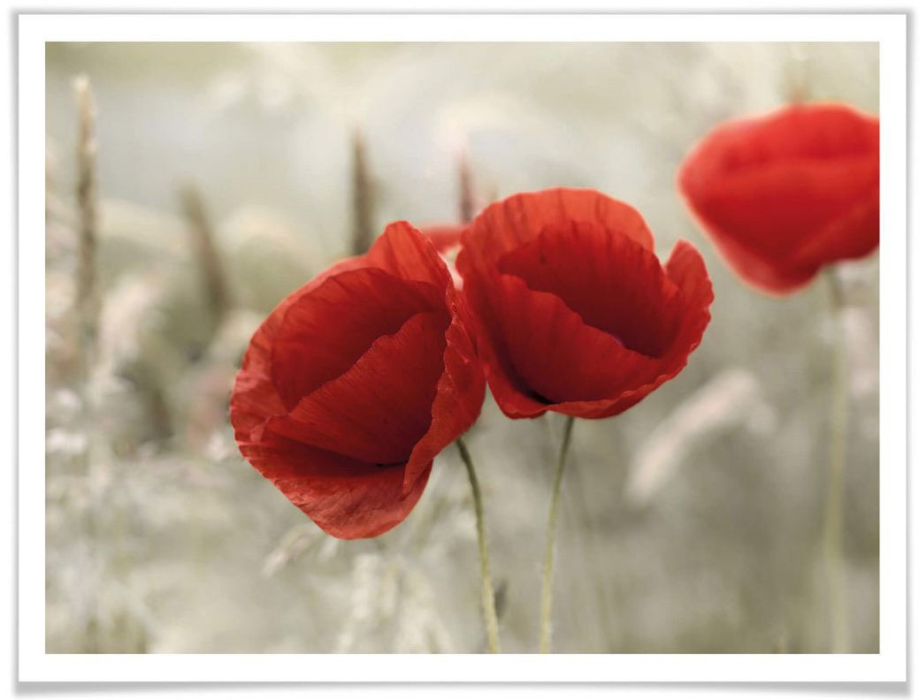Image of Wall-Art Poster »Mohnblumen Paar«, Blumen, (1 St.) bei Ackermann Versand Schweiz