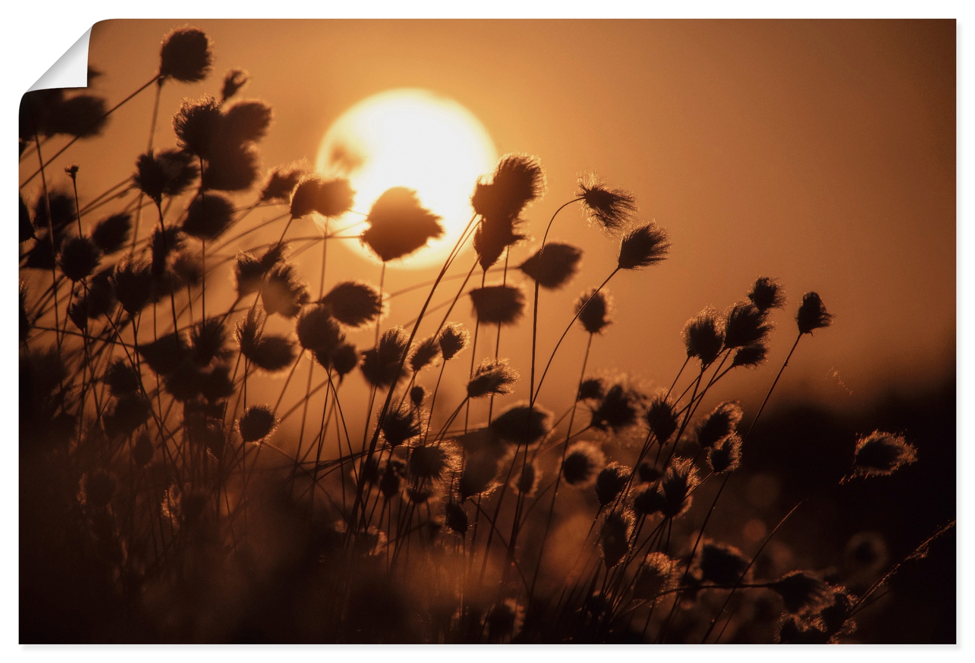 Image of Artland Wandbild "Abendsonne - Tanz des Wollgrases" Gräser 1 Stk. tlg. als Alubild, Leinwandbild, Poster, Wandaufkleber in verschied. Grössen