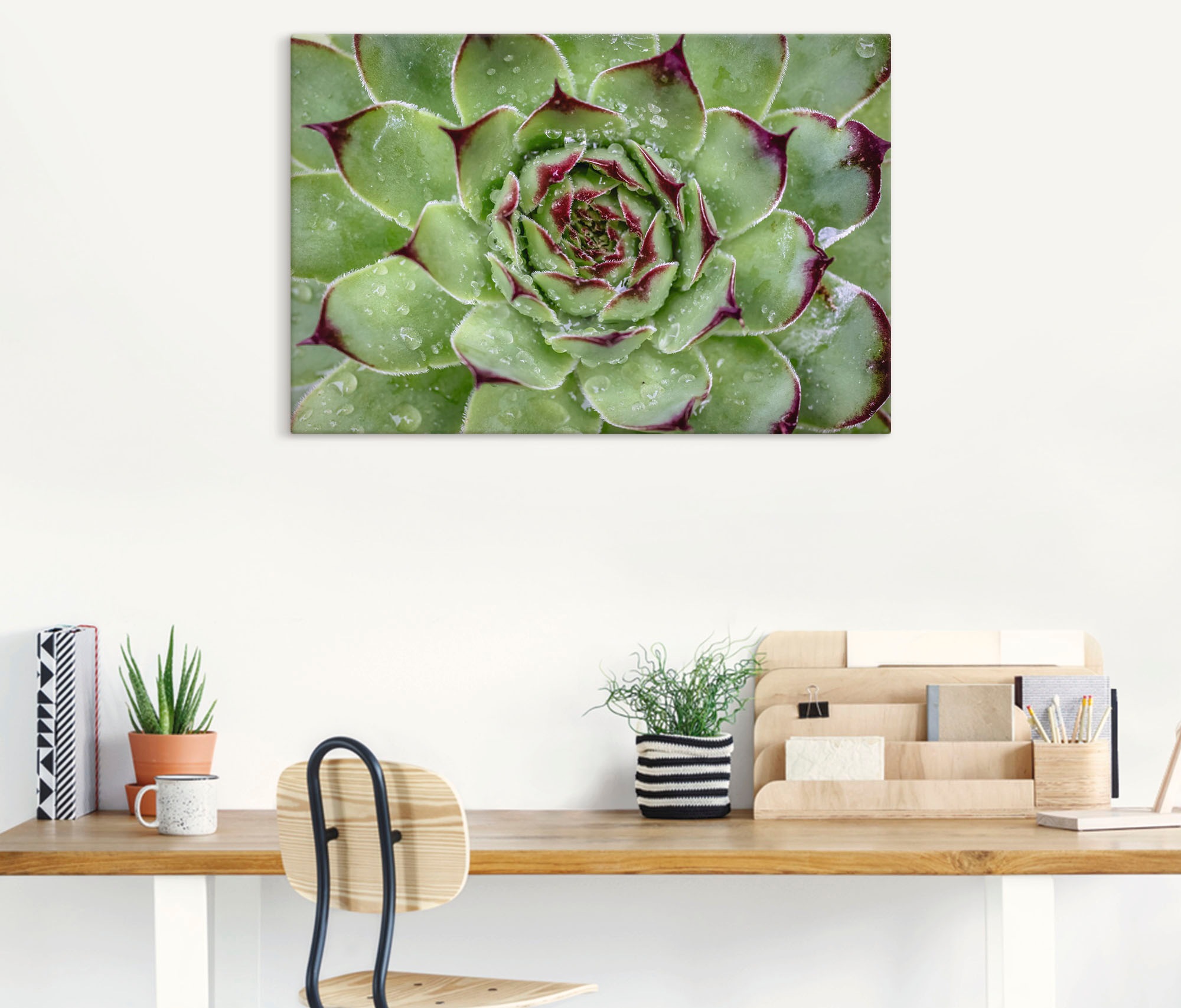 Artland Leinwandbild »Sukkulente mit Regentropfen« Pflanzenbilder 1 Stk. tlg. auf Holzrahmen gespannt