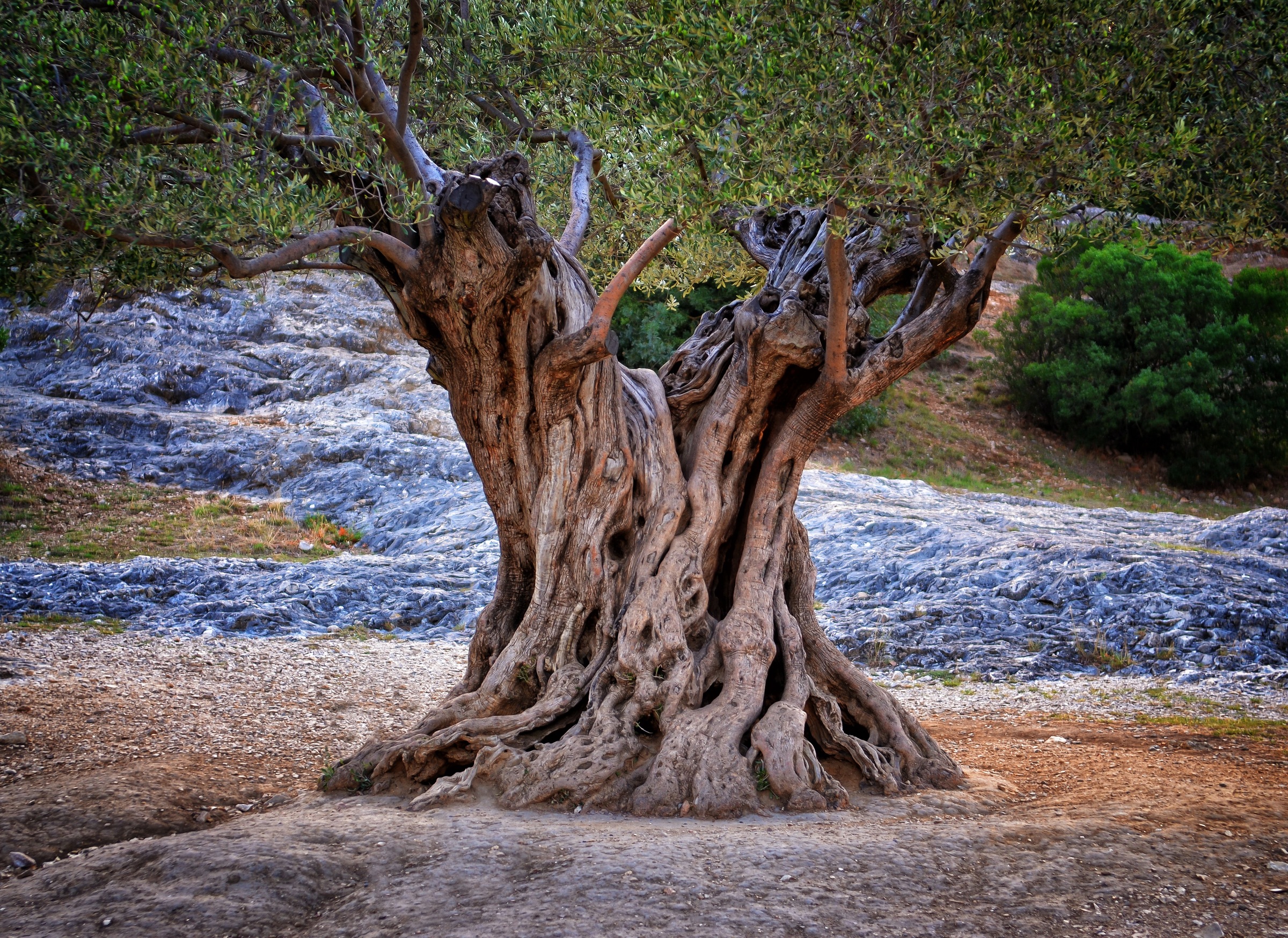 Image of Papermoon Fototapete »Old Olive Tree Trunks« bei Ackermann Versand Schweiz