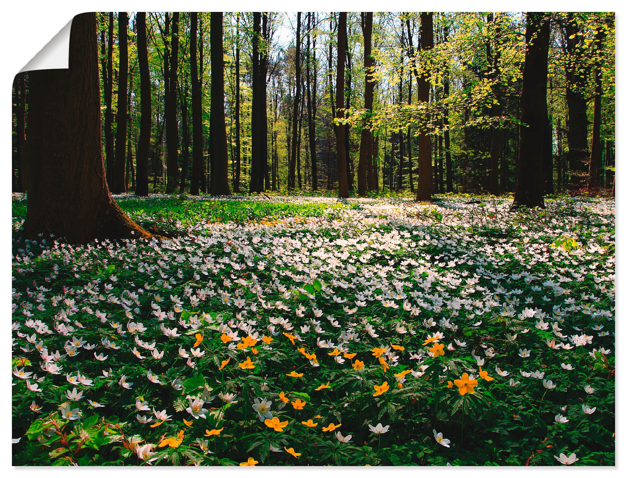 Image of Artland Wandbild "Frühlingswald bedeckt mit Windröschen" Wald 1 Stk. tlg. als Leinwandbild, Poster in verschied. Grössen