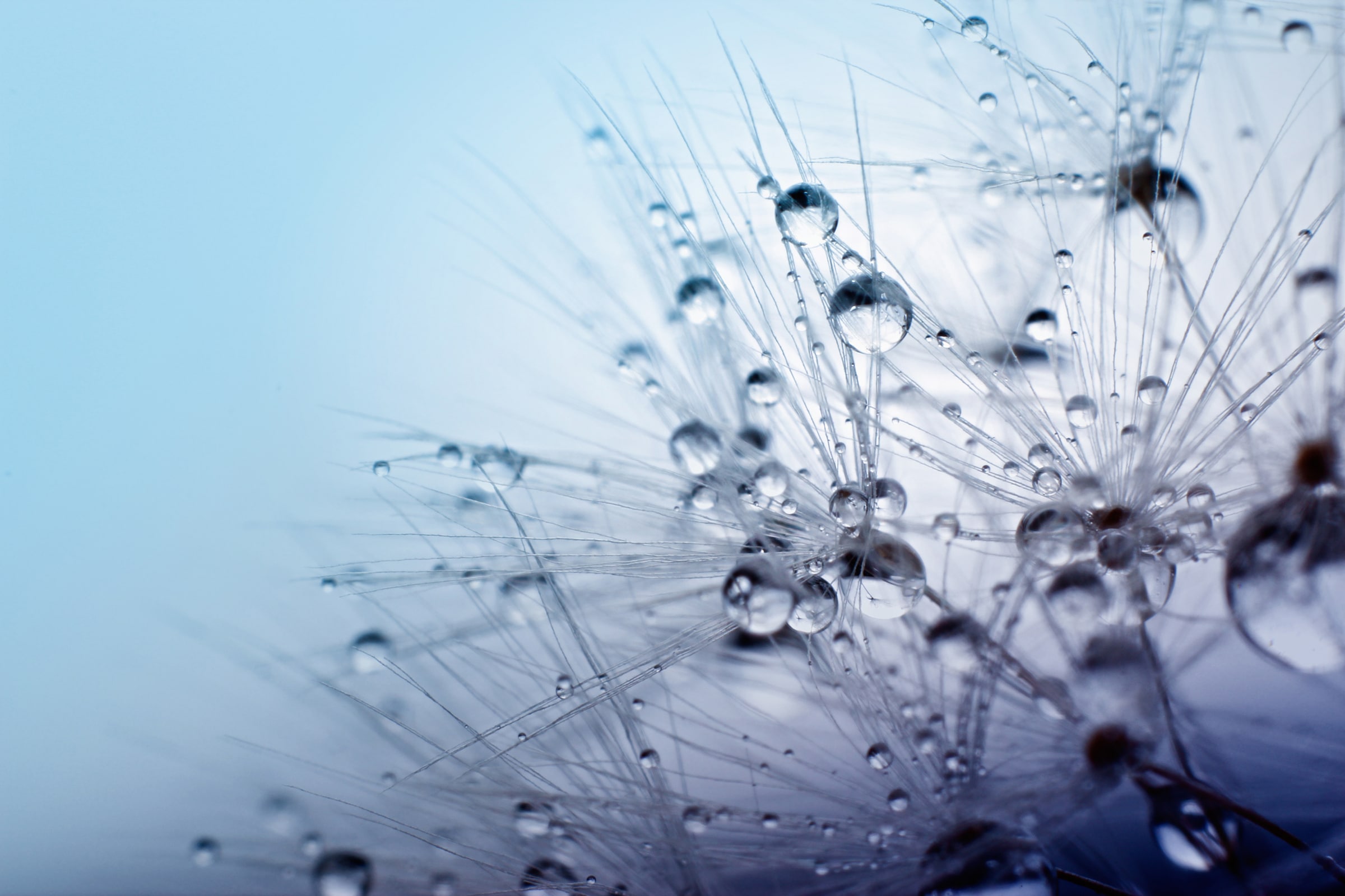 Image of Papermoon Fototapete "Seeds with Water Drops" glatt