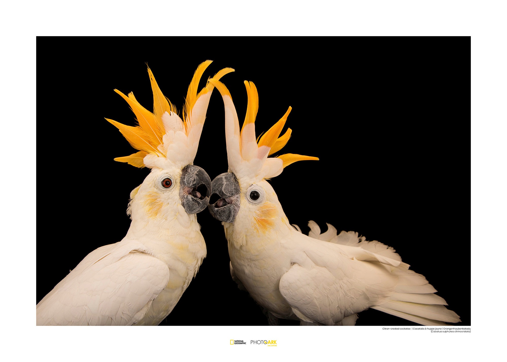 Image of Komar Poster »Citron-crested Cockatoo«, Tiere, Höhe: 50cm bei Ackermann Versand Schweiz