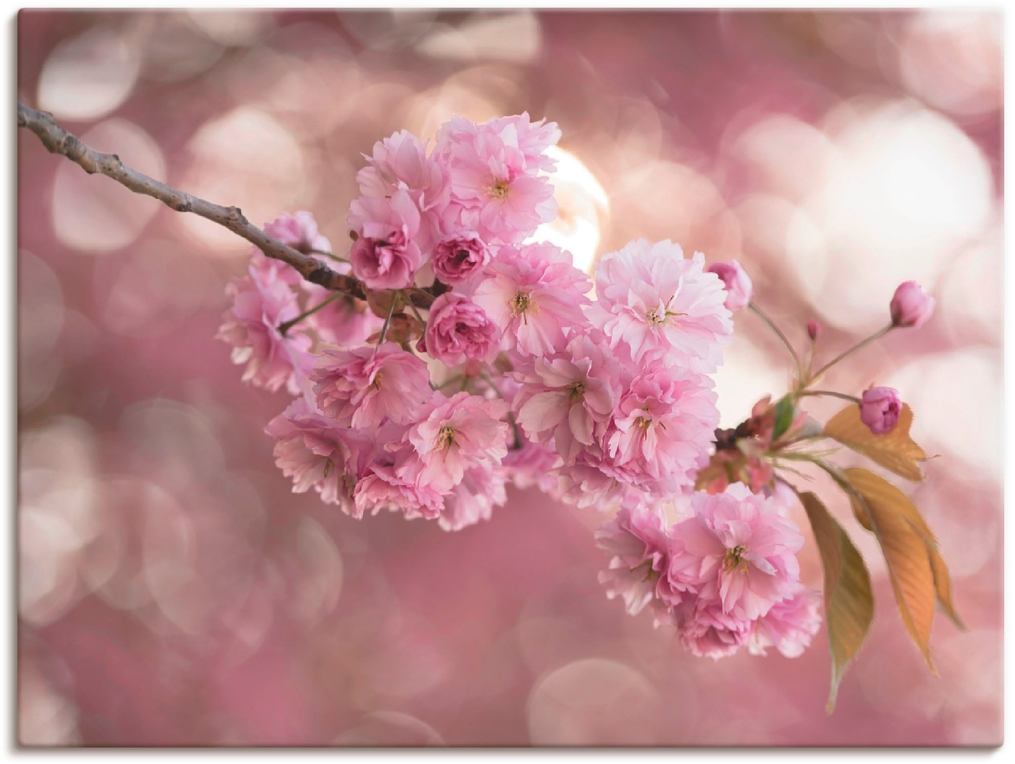 Image of Artland Leinwandbild "Japanische Kirschblüte in Love III" Blumen 1 Stk. tlg. auf Holzrahmen gespannt