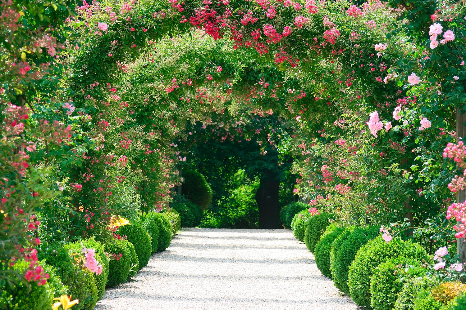 Image of Papermoon Fototapete "Rose Arch Garden" glatt