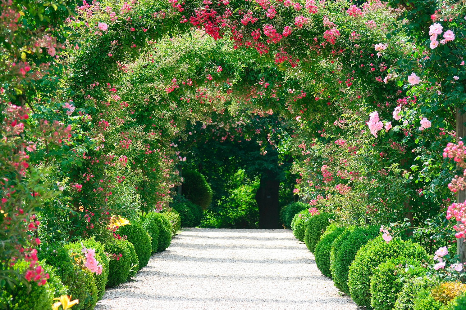 Image of Papermoon Fototapete »Rose Arch Garden« bei Ackermann Versand Schweiz