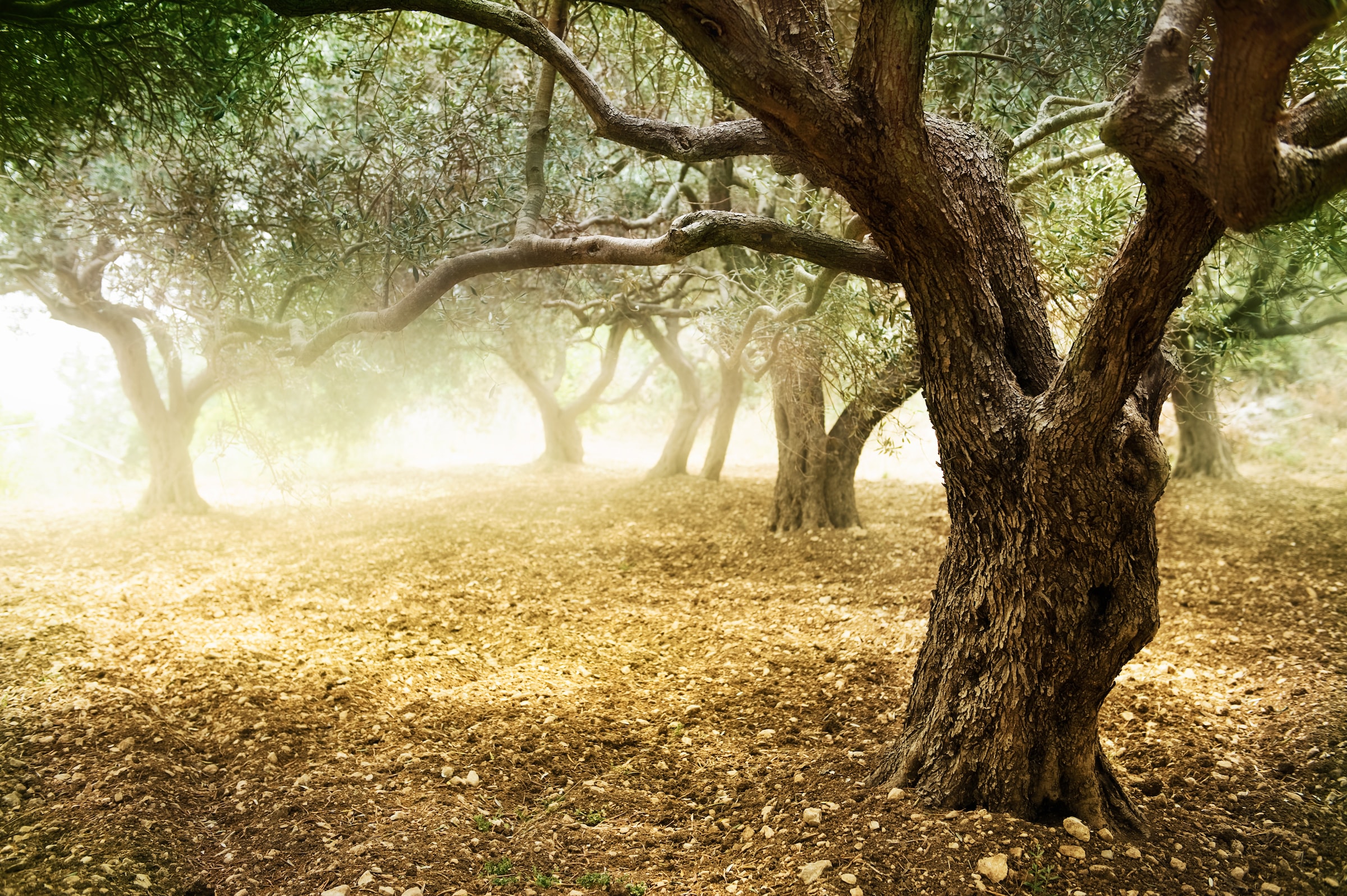 Image of Papermoon Fototapete »Old Olive Trees« bei Ackermann Versand Schweiz