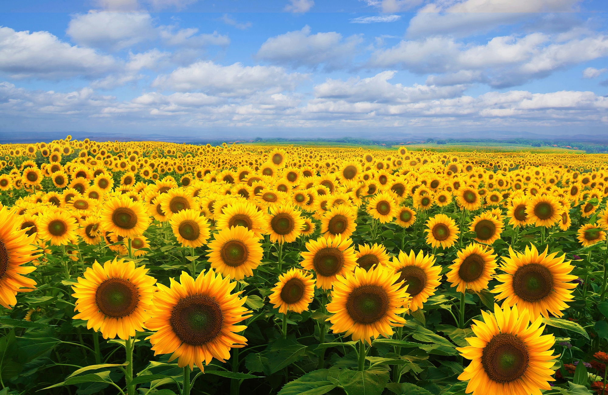 Image of Papermoon Fototapete »SONNENBLUMEN-BLUMEN FELD PFLANZE DEKOR NATUR MUSTER«, Vliestapete, hochwertiger Digitaldruck, inklusive Kleister bei Ackermann Versand Schweiz