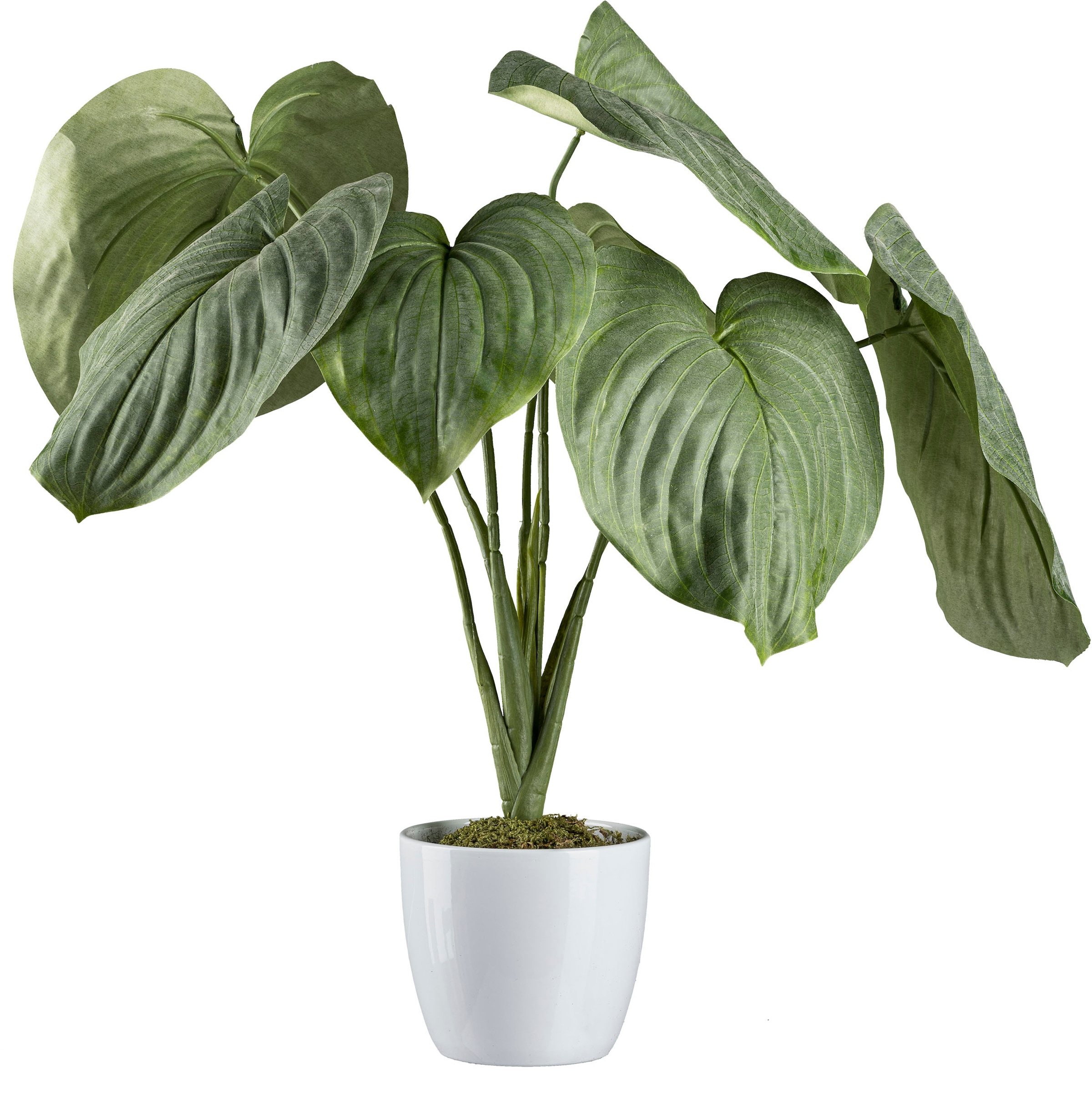 Creativ green Künstliche Zimmerpflanze »Hosta-Busch im Keramiktopf« à bas  prix