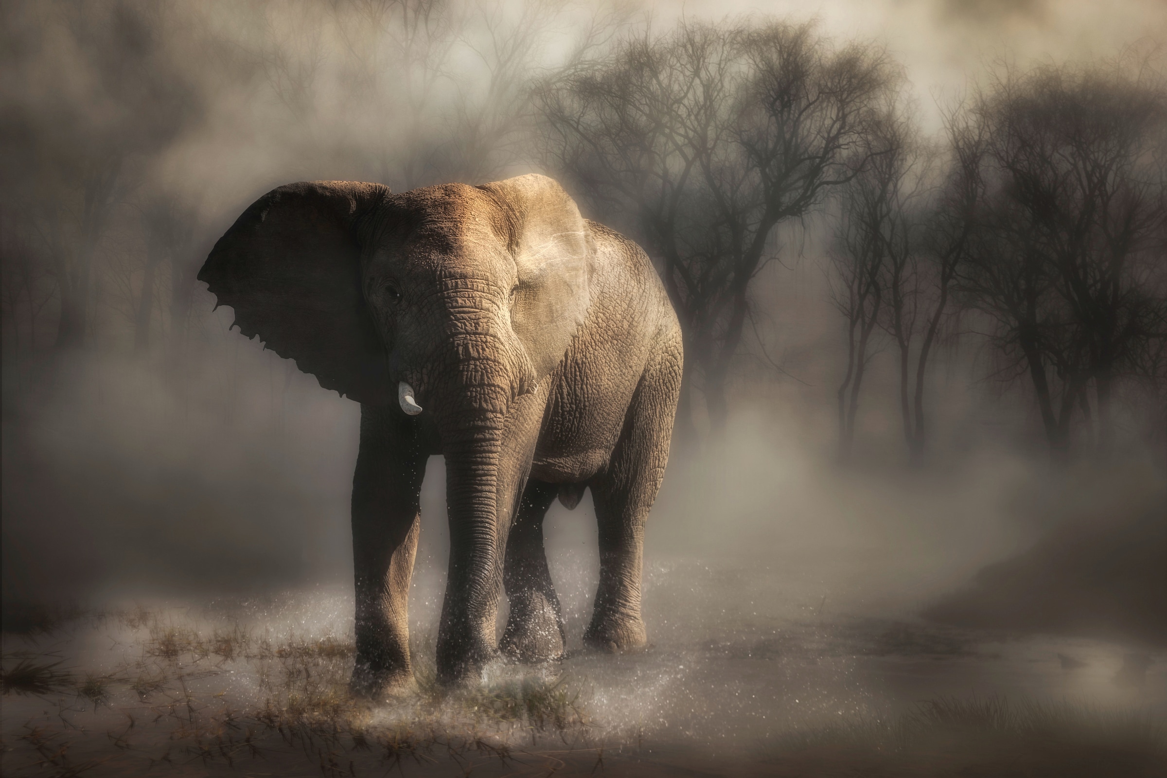 Image of Papermoon Fototapete "Photo-Art CHARLAINE GERBER, ELEFANT TRINKWASSER"
