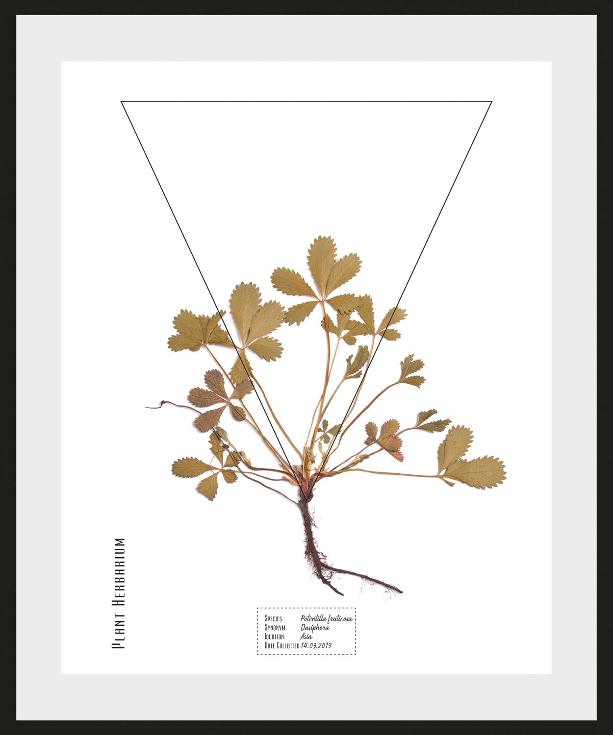 Image of queence Bild »Potentilla fruticosa«, (1 St.) bei Ackermann Versand Schweiz