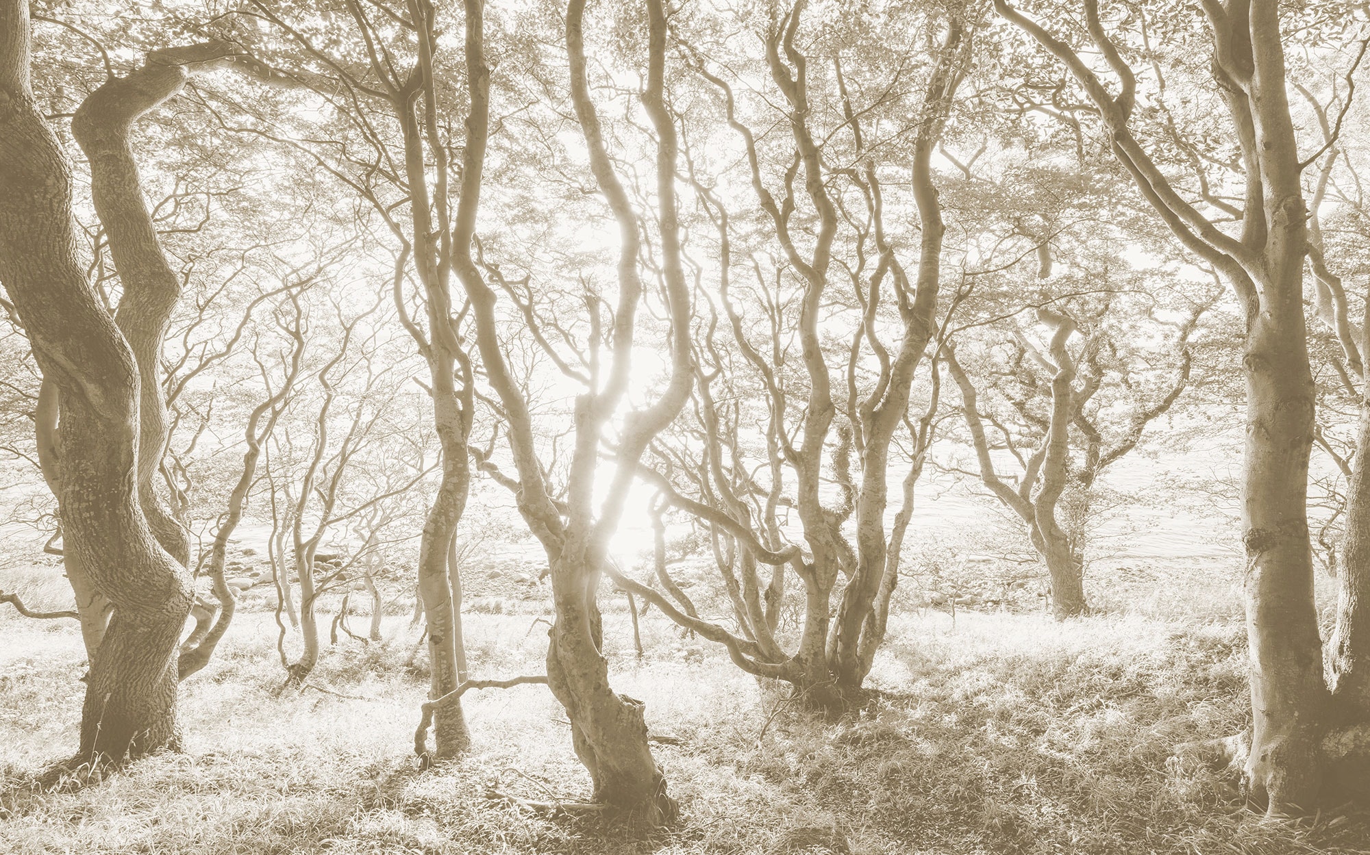 Image of Komar Fototapete "Digitaldruck Vlies - Bleached Birch - Grösse 400 x 250 cm" bedruckt floral geblümt gemustert tropisch glatt Wohnzimmer, Schlafzimmer