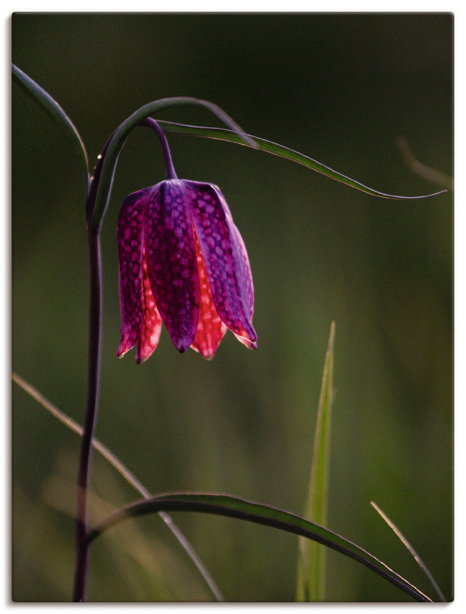 Image of Artland Wandbild »Leuchtende Schachbrettblume«, Blumen, (1 St.), in vielen Grössen & Produktarten - Alubild / Outdoorbild für den Aussenbereich, Leinwandbild, Poster, Wandaufkleber / Wandtattoo auch für Badezimmer geeignet bei Ackermann Versand Schweiz