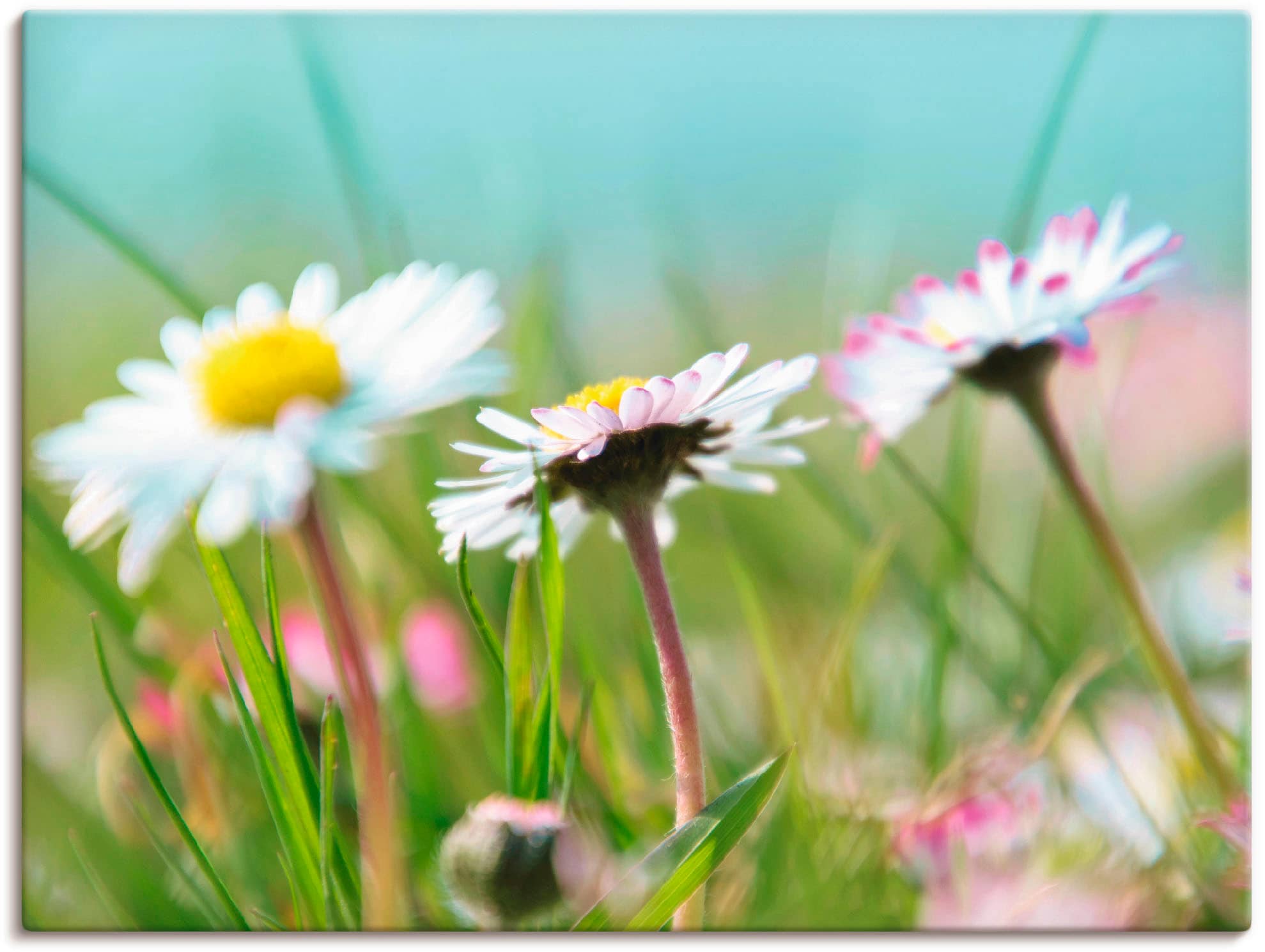 Image of Artland Leinwandbild "Gänseblümchen Romantik" Blumen 1 Stk. tlg. auf Holzrahmen gespannt