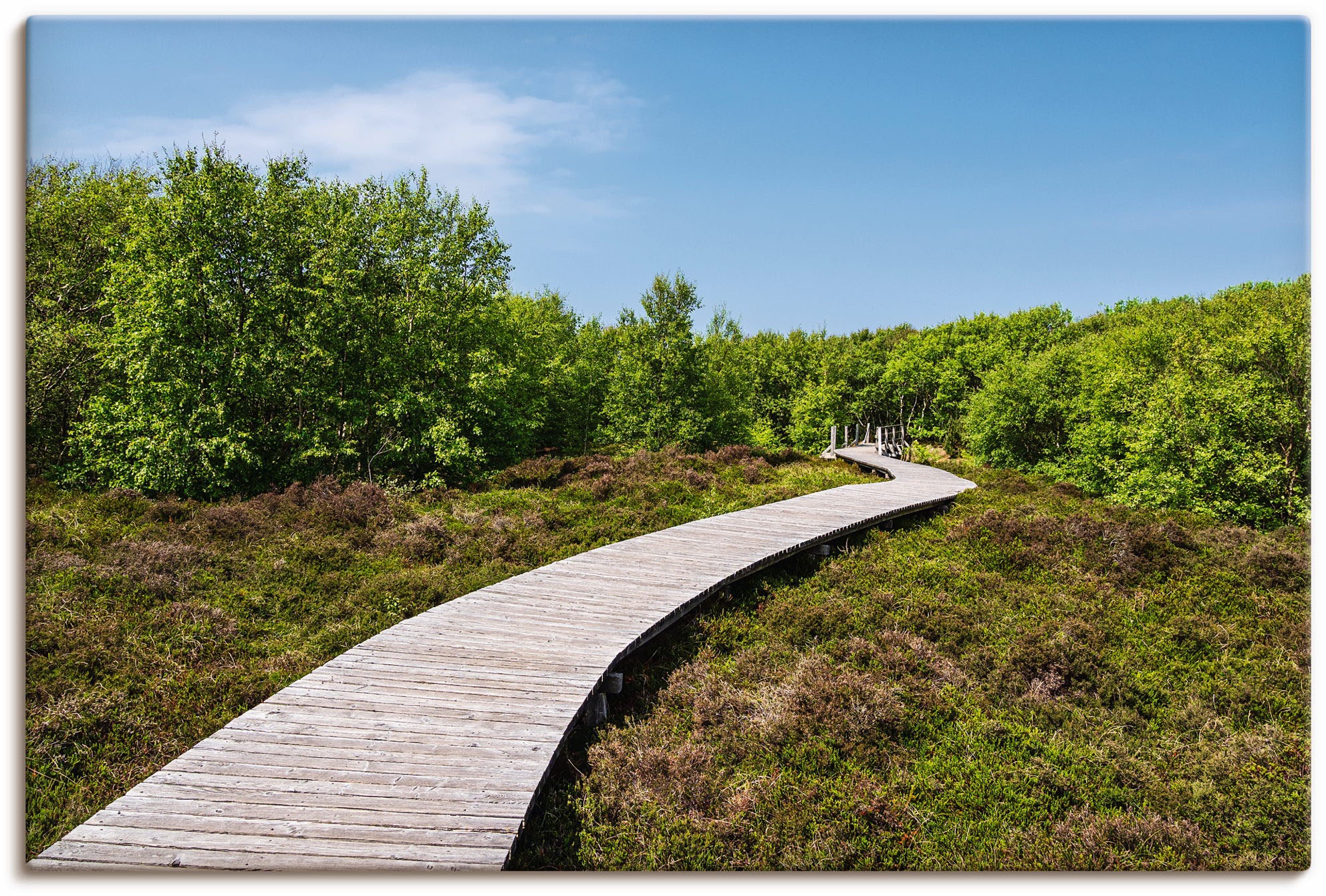 Image of Artland Wandbild »Dünen bei Norddorf auf der Insel Amrum«, Wiesen & Baumbilder, (1 St.), in vielen Grössen & Produktarten - Alubild / Outdoorbild für den Aussenbereich, Leinwandbild, Poster, Wandaufkleber / Wandtattoo auch für Badezimmer geeignet bei Acke