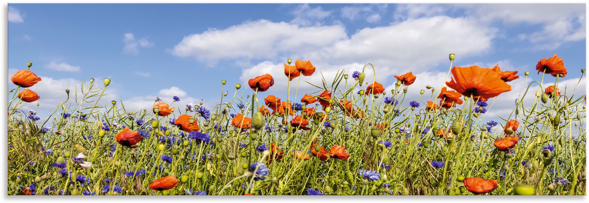 Image of Artland Wandbild »Mohnblumenfeld mit Kornblumen«, Blumenwiese, (1 St.), in vielen Grössen & Produktarten - Alubild / Outdoorbild für den Aussenbereich, Leinwandbild, Poster, Wandaufkleber / Wandtattoo auch für Badezimmer geeignet bei Ackermann Versand Sch
