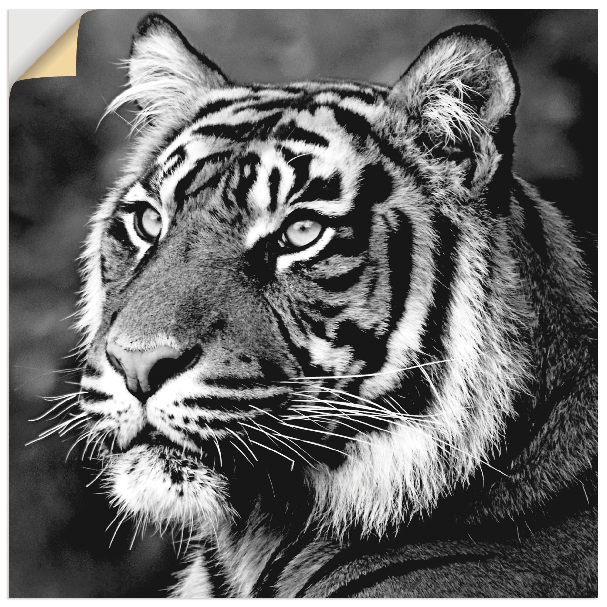 Image of Artland Wandbild »Tiger«, Wildtiere, (1 St.), in vielen Grössen & Produktarten -Leinwandbild, Poster, Wandaufkleber / Wandtattoo auch für Badezimmer geeignet bei Ackermann Versand Schweiz