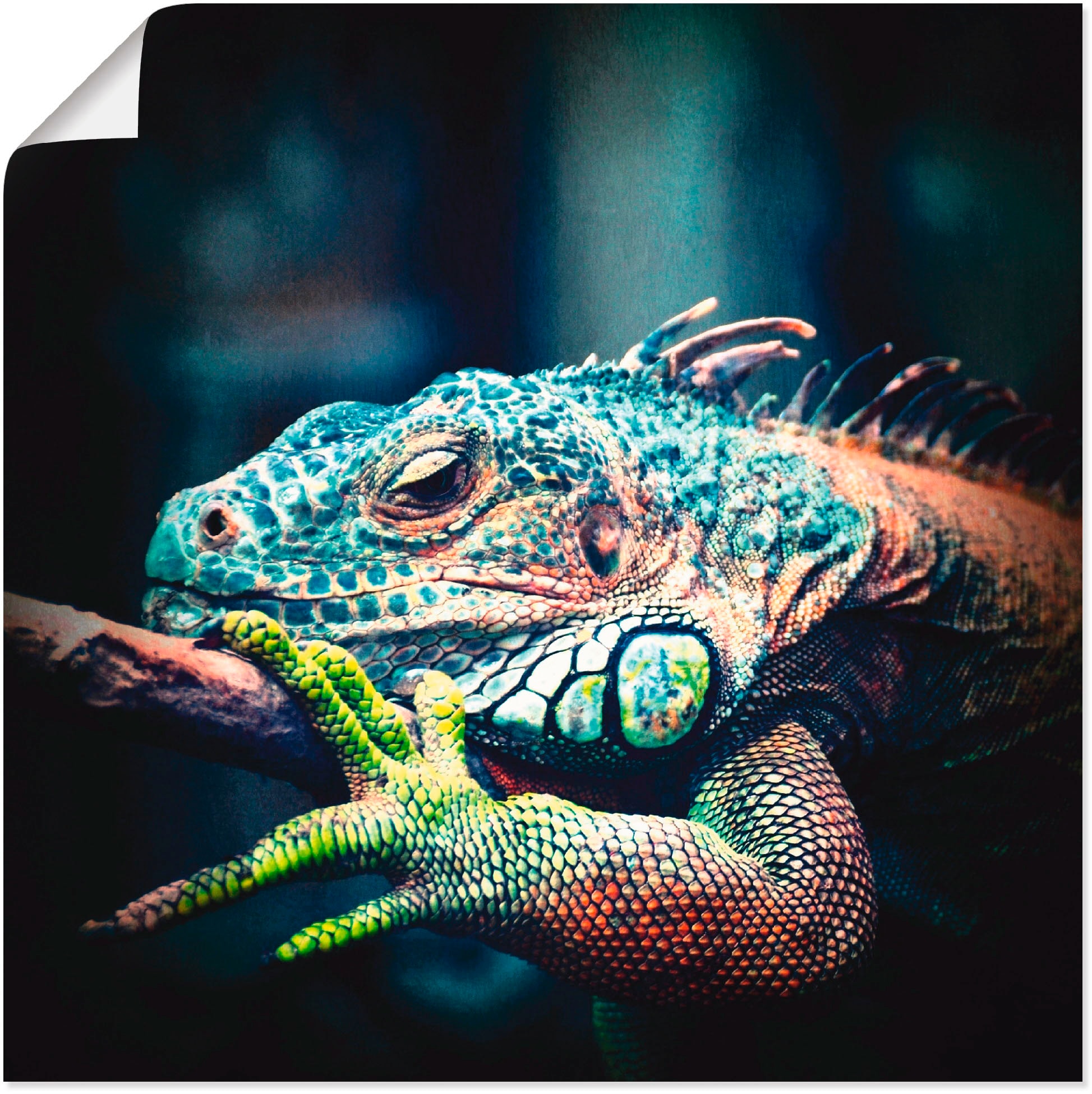Image of Artland Poster "Leguan" Reptilien 1 Stk. tlg. ohne Rahmen