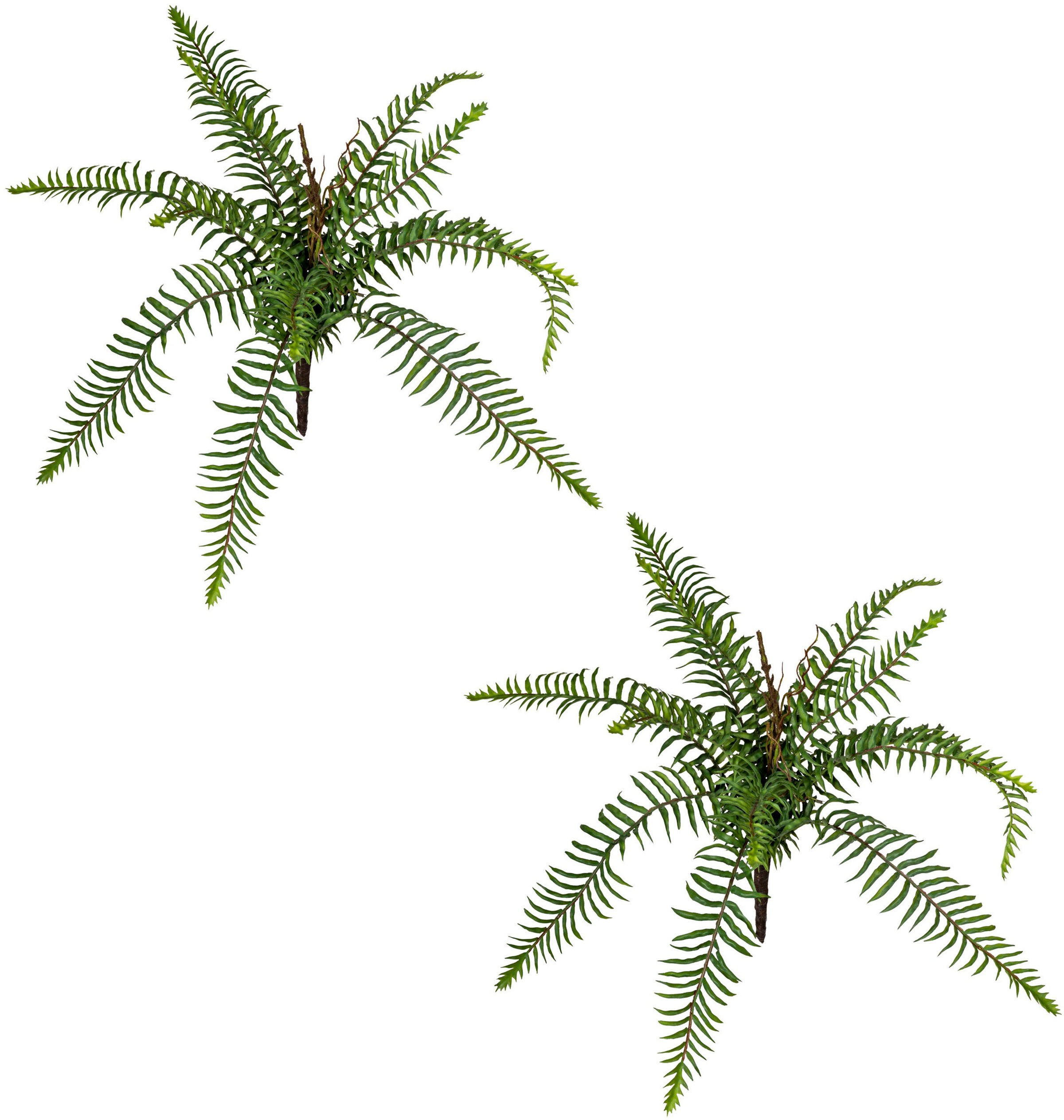 Image of Creativ green Künstliche Zimmerpflanze »Wildfarnbusch«, (2 St.) bei Ackermann Versand Schweiz