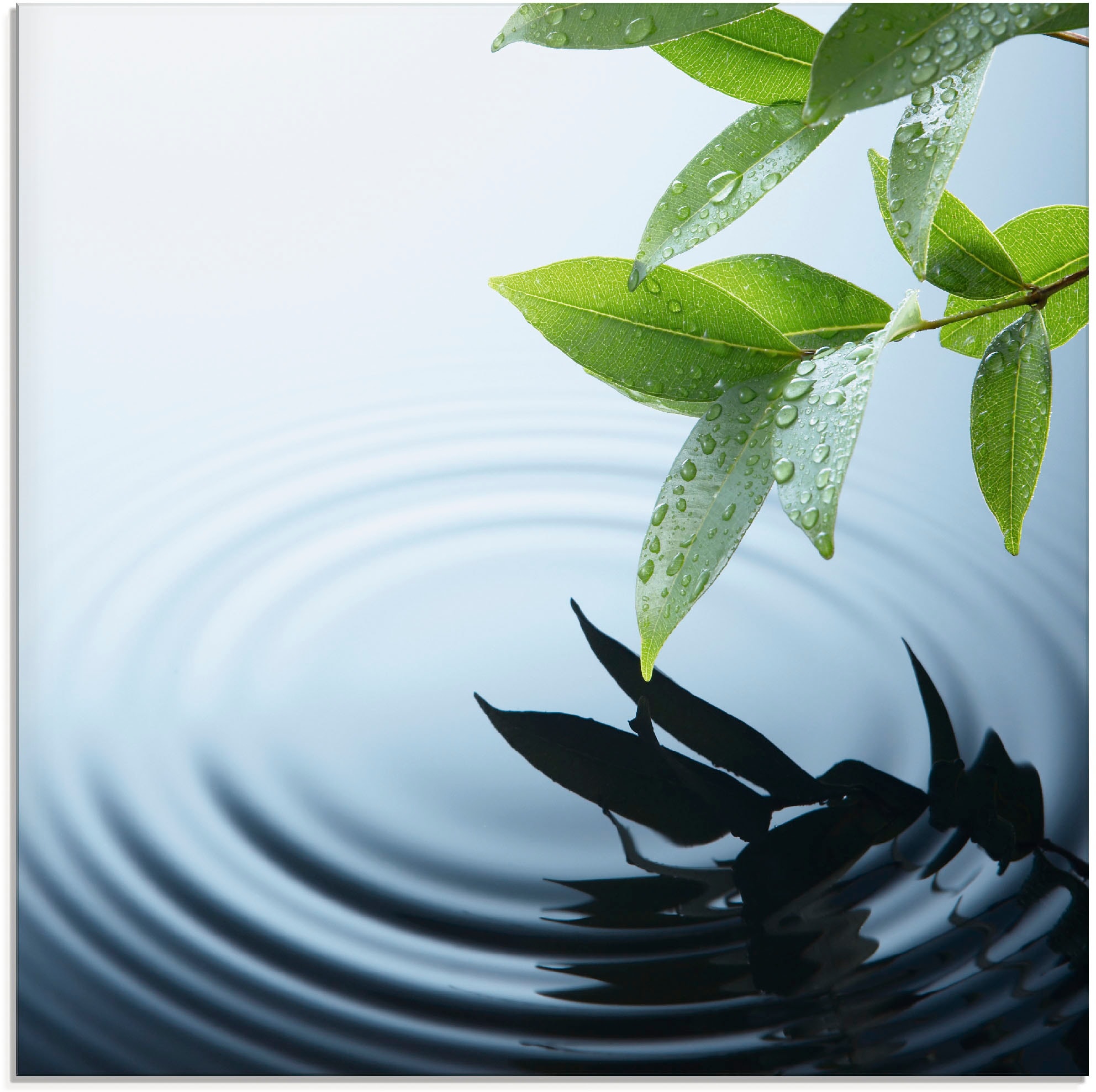 Image of Artland Glasbild "Pflanze und Wasser" Zen 1 Stk. tlg. in verschiedenen Grössen