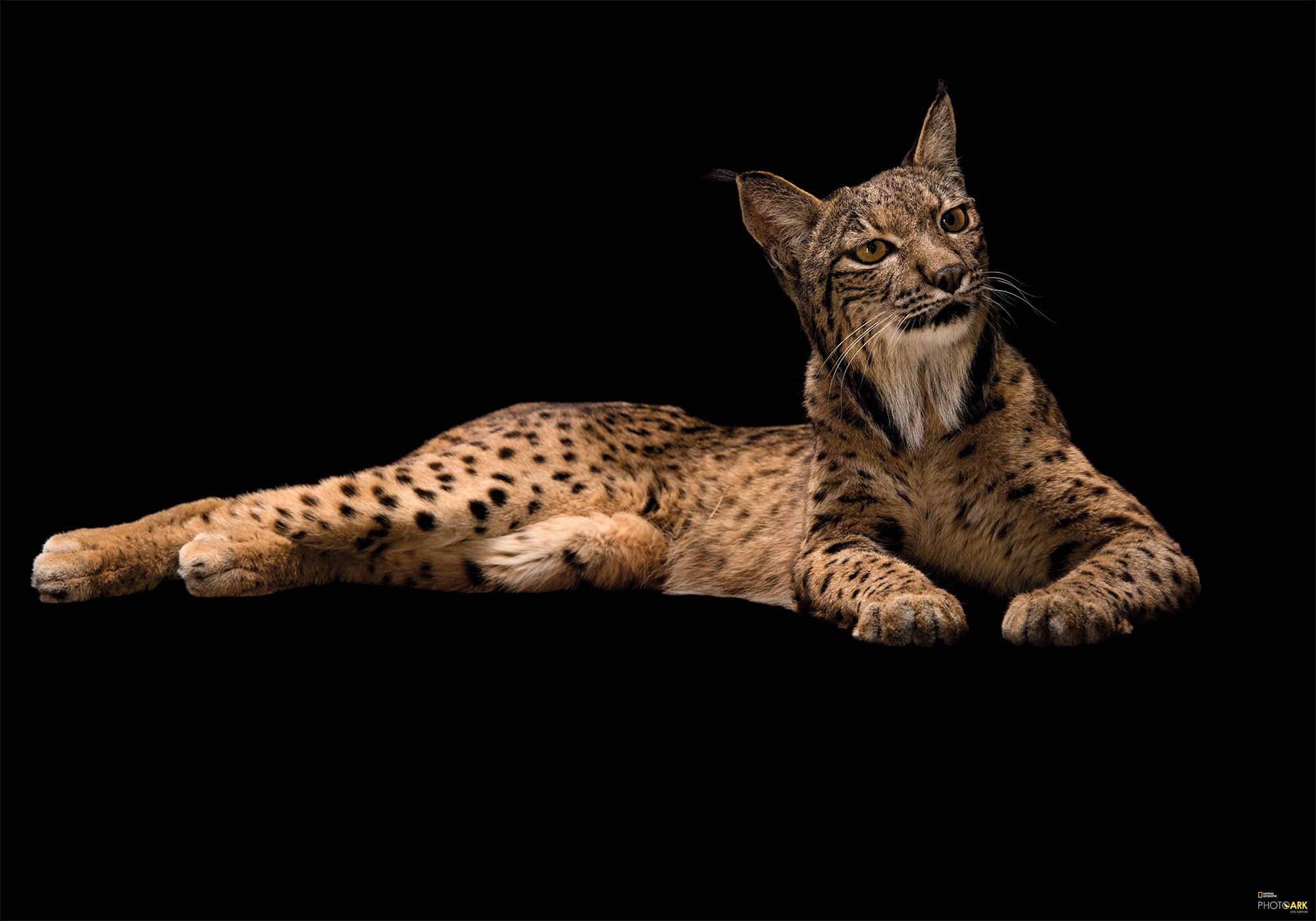 Image of Komar Vliestapete »Iberian Lynx«, bedruckt-realistisch, 400 x 280 cm (Breite x Höhe) - 8 Bahnen bei Ackermann Versand Schweiz