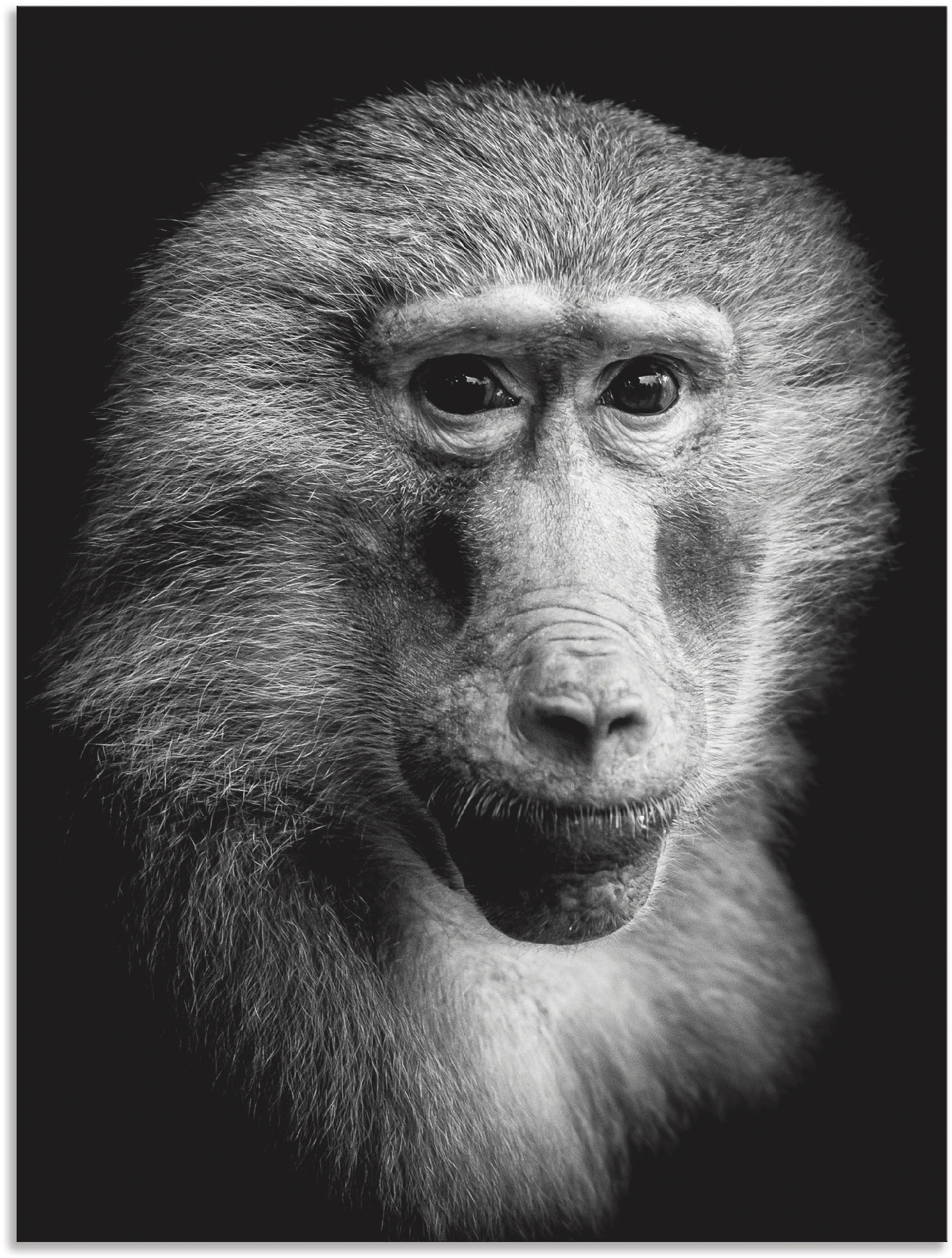 Image of Artland Wandbild »Der Professor«, Affenbilder, (1 St.), in vielen Grössen & Produktarten - Alubild / Outdoorbild für den Aussenbereich, Leinwandbild, Poster, Wandaufkleber / Wandtattoo auch für Badezimmer geeignet bei Ackermann Versand Schweiz