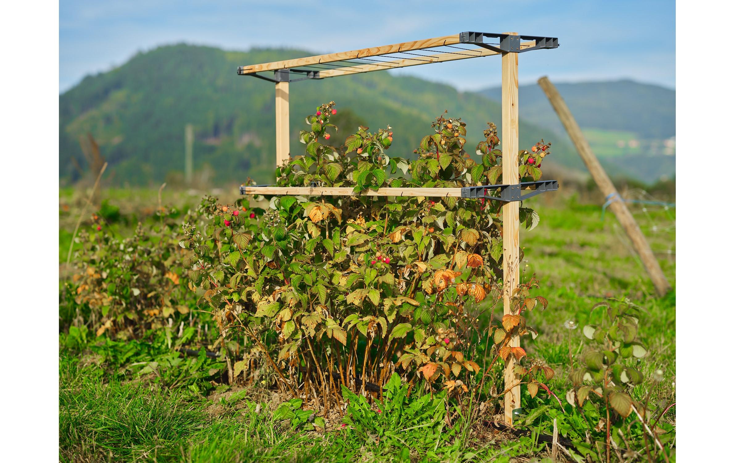 Gusta Garden Rankhilfe »BERRY BUDDY modulare Beerenrankhilfe Braun«