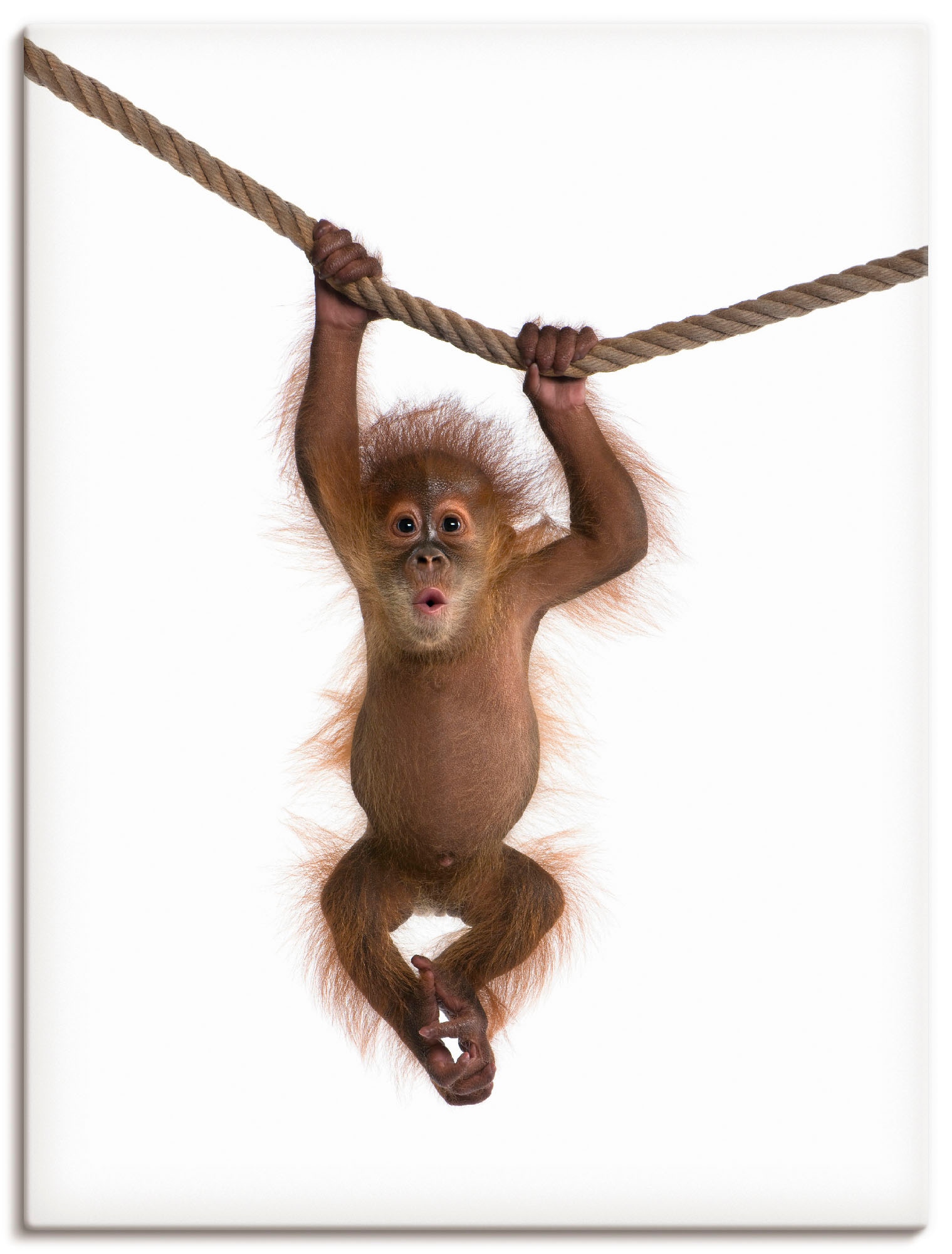 Image of Artland Leinwandbild "Baby Orang Utan hängt an Seil II" Wildtiere 1 Stk. tlg. auf Holzrahmen gespannt