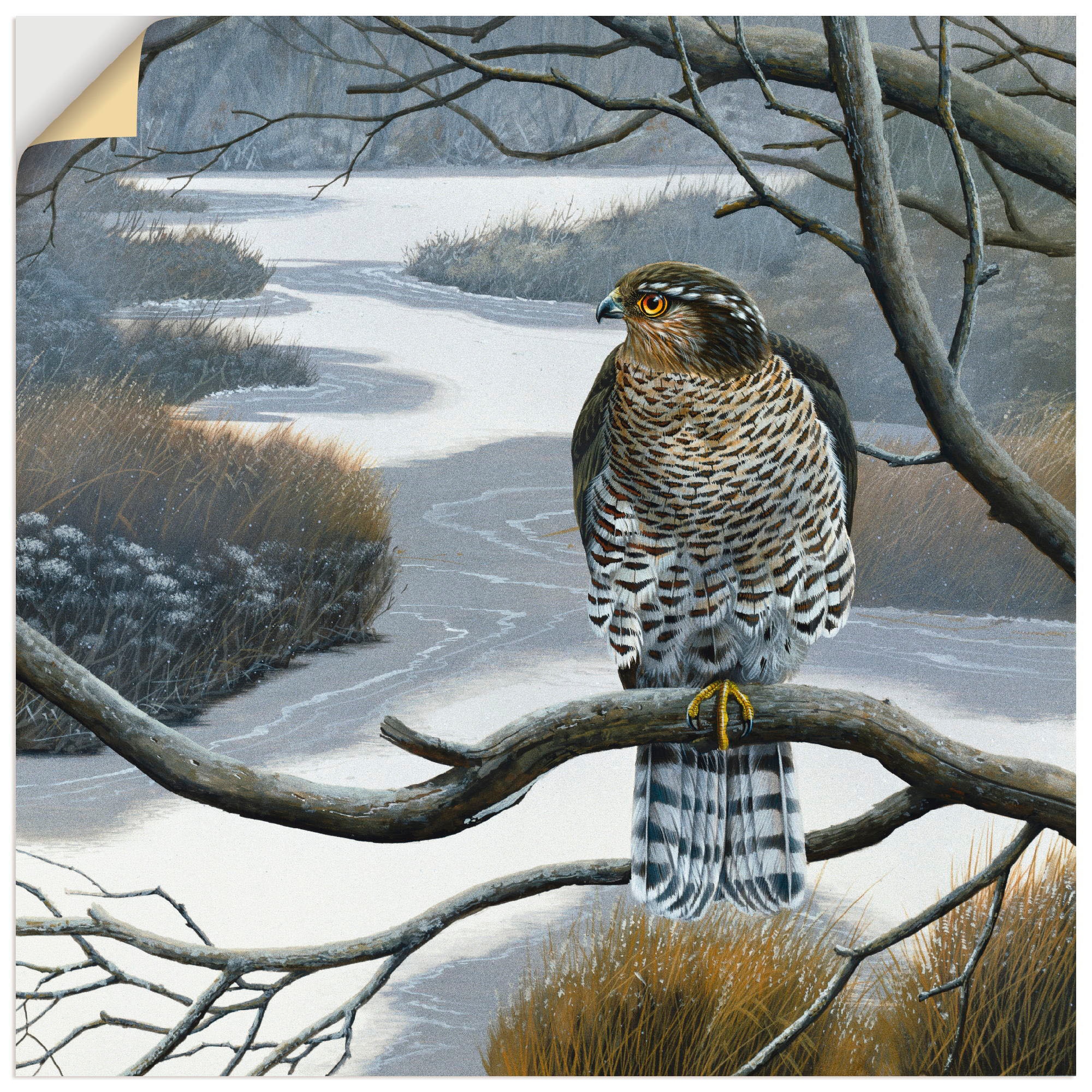 Artland Wandbild »Falke oder (1 Wandaufkleber St.), Baum«, als versch. Grössen in Poster maintenant im Leinwandbild, Vögel