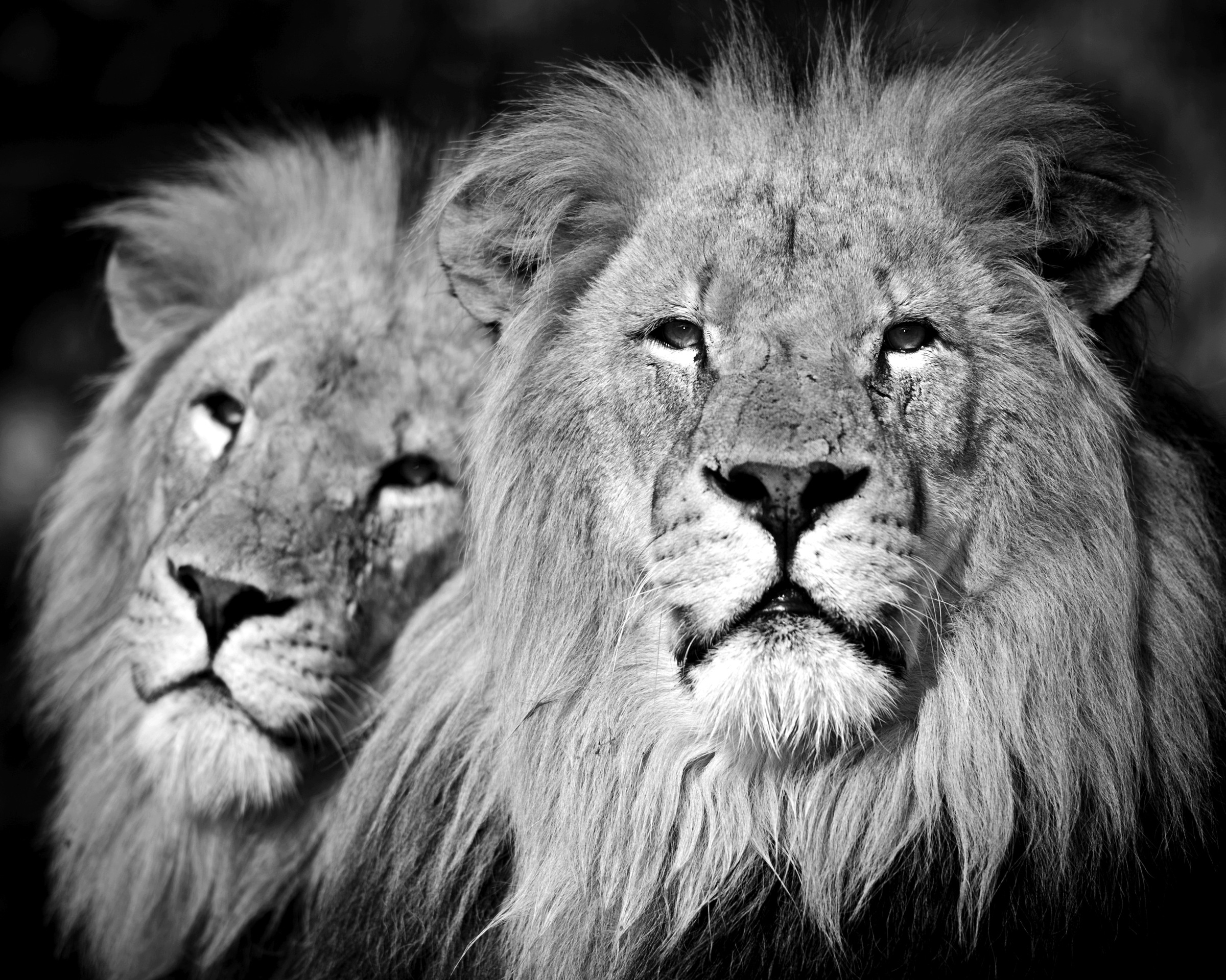 Image of Papermoon Fototapete »Löwen Schwarz & Weiss«, Vliestapete, hochwertiger Digitaldruck, inklusive Kleister bei Ackermann Versand Schweiz
