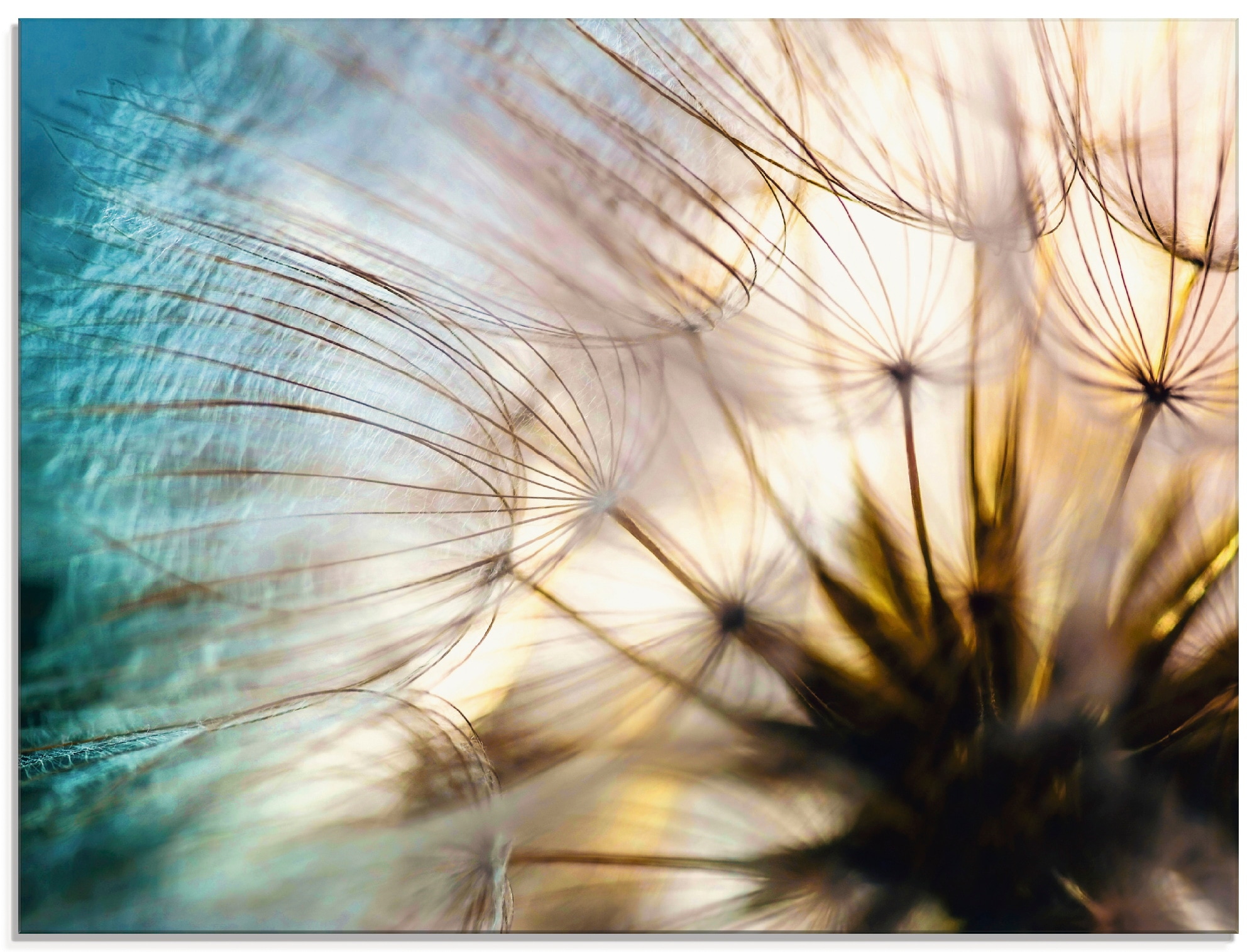 Image of Artland Glasbild "Pusteblume Makro abstrakt" Blumen 1 Stk. tlg. in verschiedenen Grössen