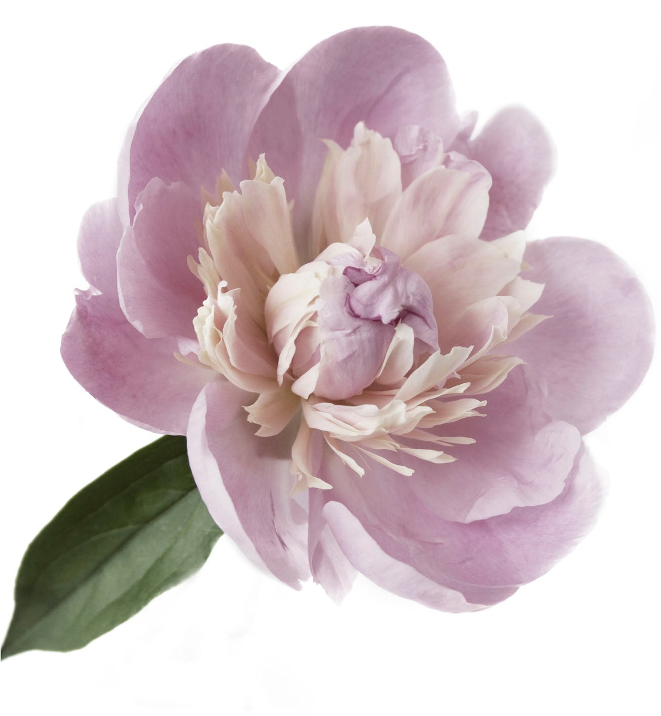 Image of queence Wandtattoo "Alena" Wandbild, Sticker, rosa, Blume, Blüte, selbstklebend, Pastellfarben