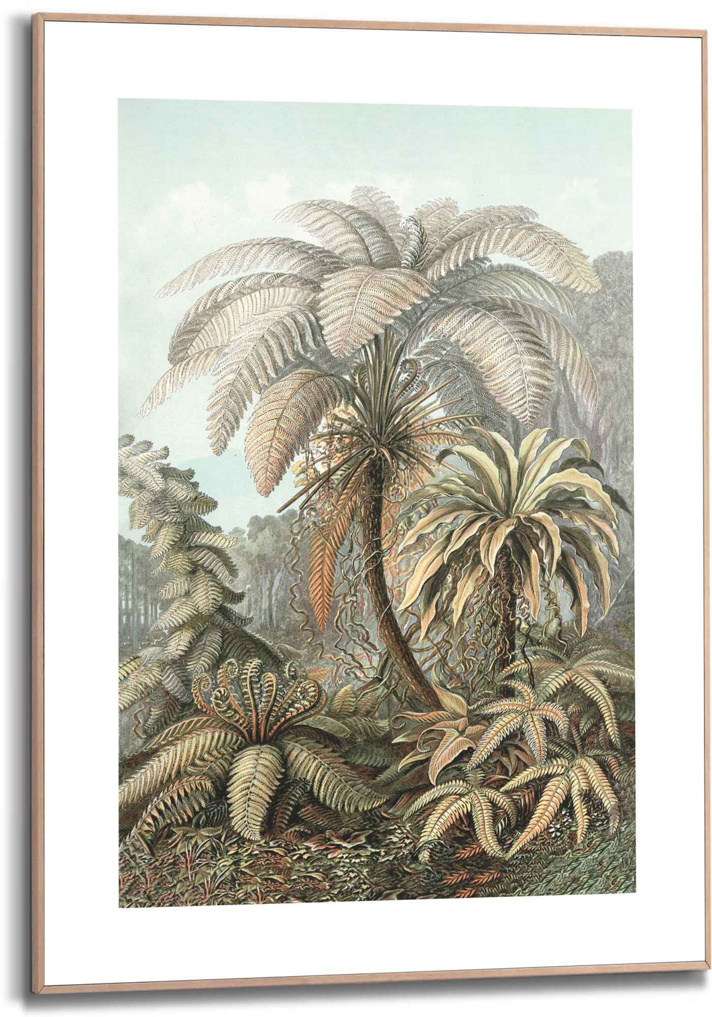 Image of Reinders! Bild »Gerahmtes Bild Filicina Ernst Haeckel - Dschungel - Botanisch - Palmen«, Pflanzen, (1 St.) bei Ackermann Versand Schweiz