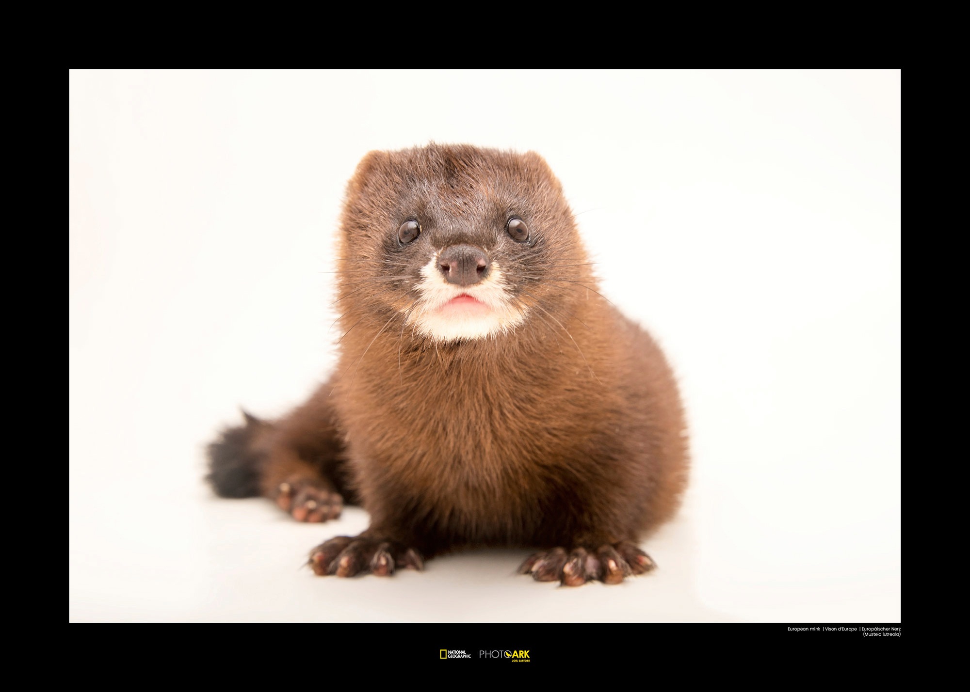 Image of Komar Poster »European Mink«, Tiere, Höhe: 50cm bei Ackermann Versand Schweiz