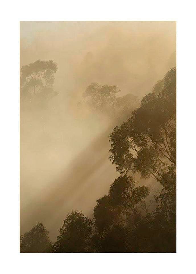 Image of Komar Bild "Golden Light" Natur 1 Stk. tlg. Wandbild zur Dekoration - ohne Rahmen