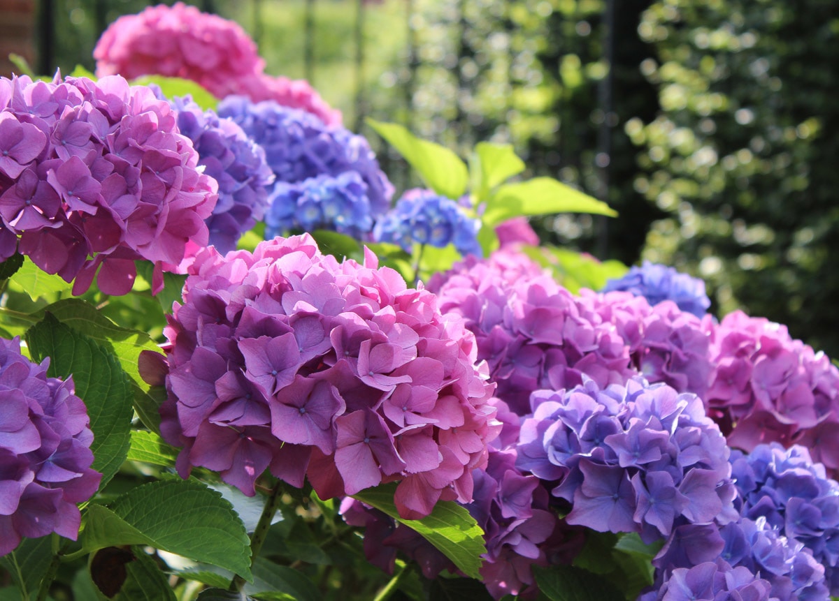 Image of Papermoon Fototapete "Hydrangea Macrophylla"
