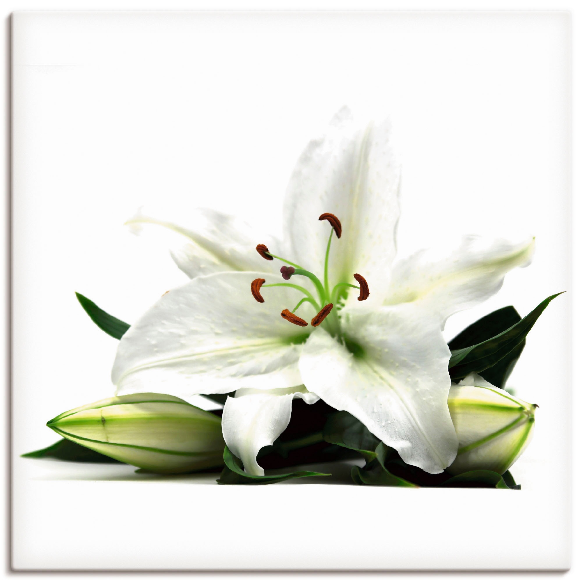 Image of Artland Wandbild »Grosse Lilie«, Blumen, (1 St.), in vielen Grössen & Produktarten - Alubild / Outdoorbild für den Aussenbereich, Leinwandbild, Poster, Wandaufkleber / Wandtattoo auch für Badezimmer geeignet bei Ackermann Versand Schweiz