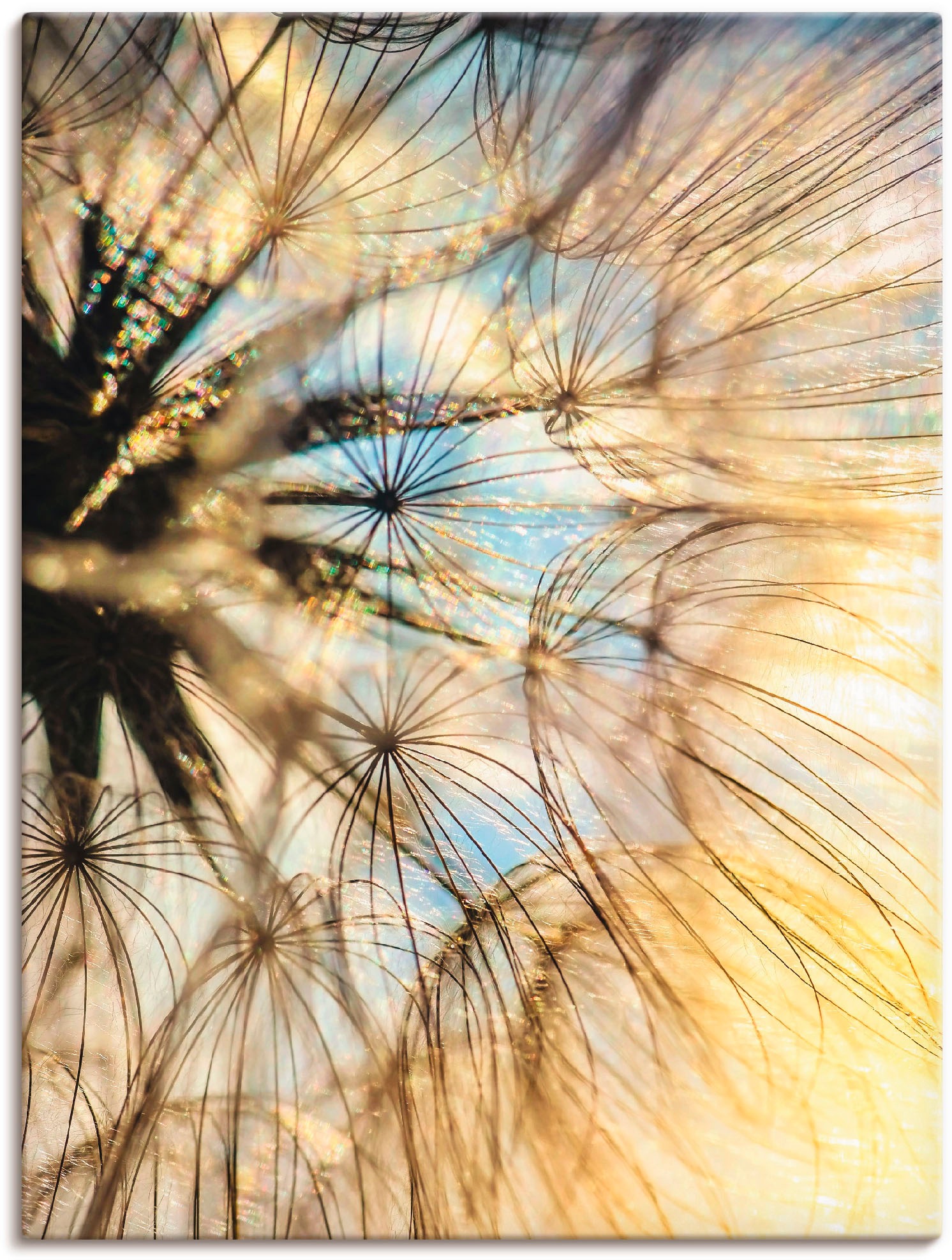 Image of Artland Leinwandbild "Pusteblume Poesie" Blumen 1 Stk. tlg. auf Holzrahmen gespannt