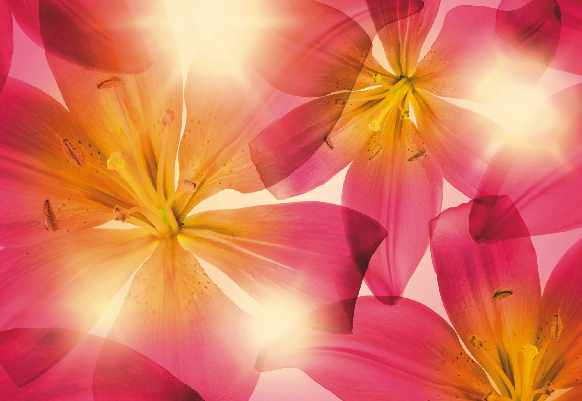 Image of Komar Fototapete "Summer Sun - Grösse 368 x 254 cm" bedruckt glatt Wohnzimmer, Schlafzimmer