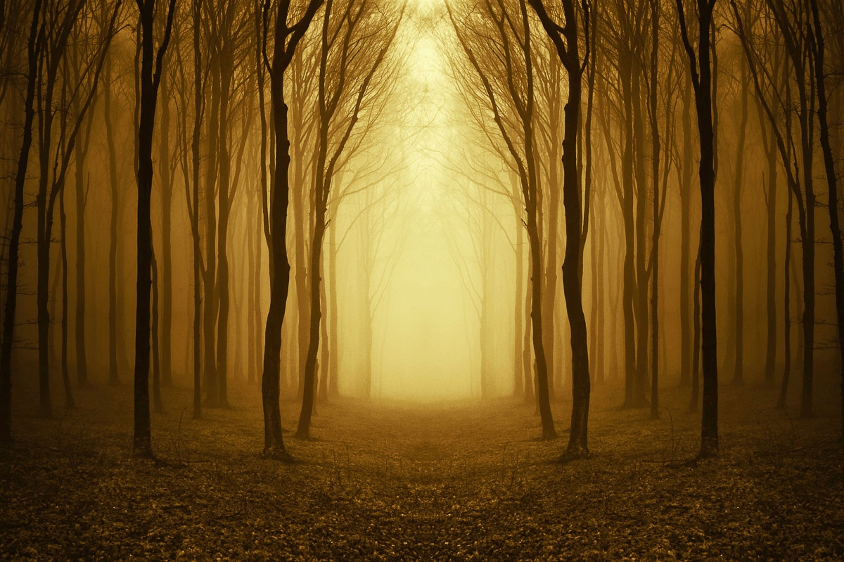 Image of Papermoon Fototapete "Nebliger Waldweg"