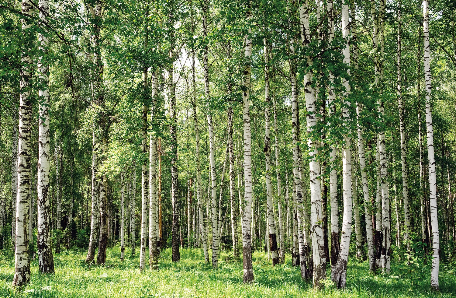 Image of Papermoon Fototapete "Birch Forest" glatt