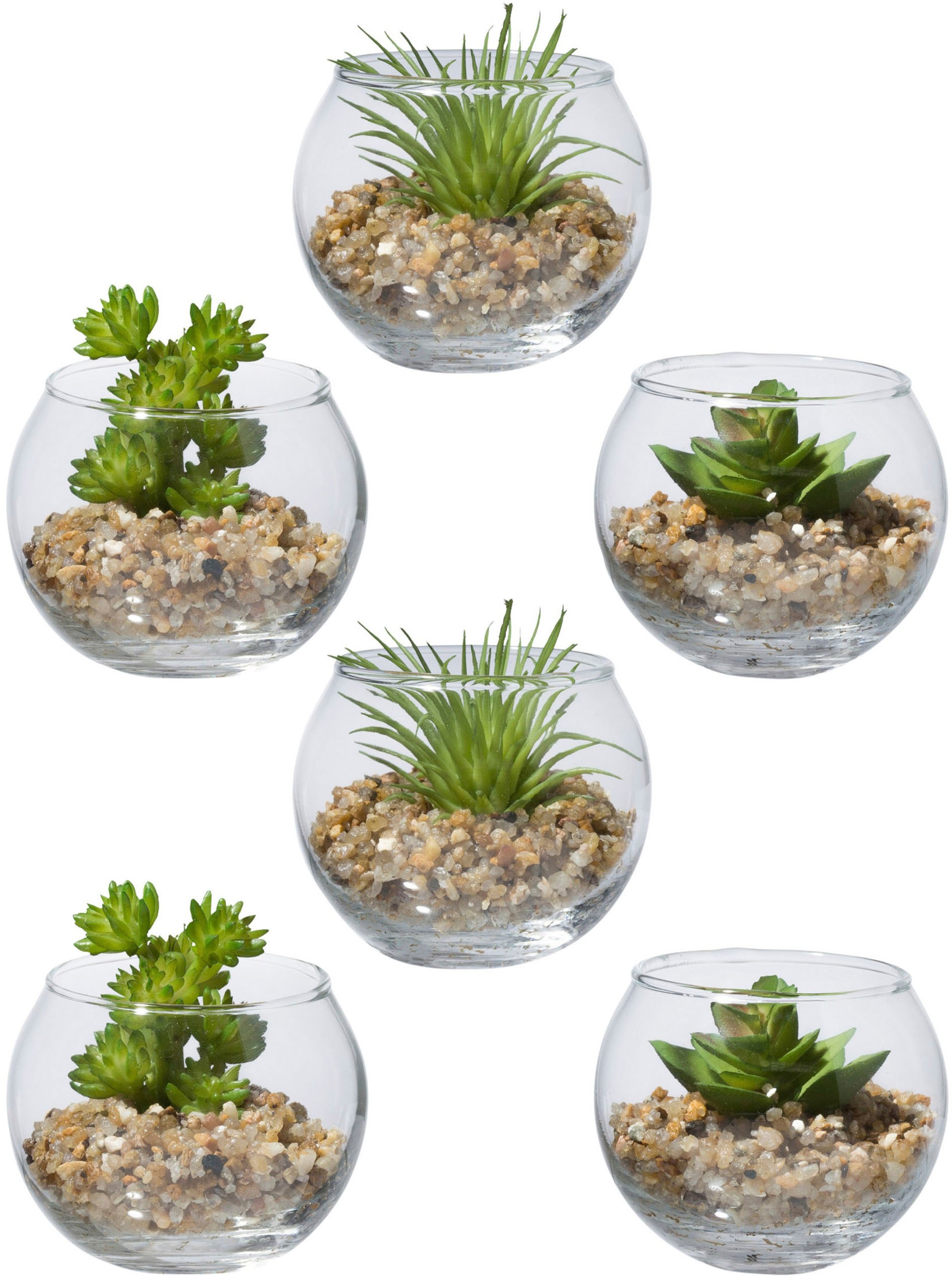 Image of Creativ green Kunstpflanze »Sukkulenten«, (6 St.), im Set, im Glasgefäss bei Ackermann Versand Schweiz