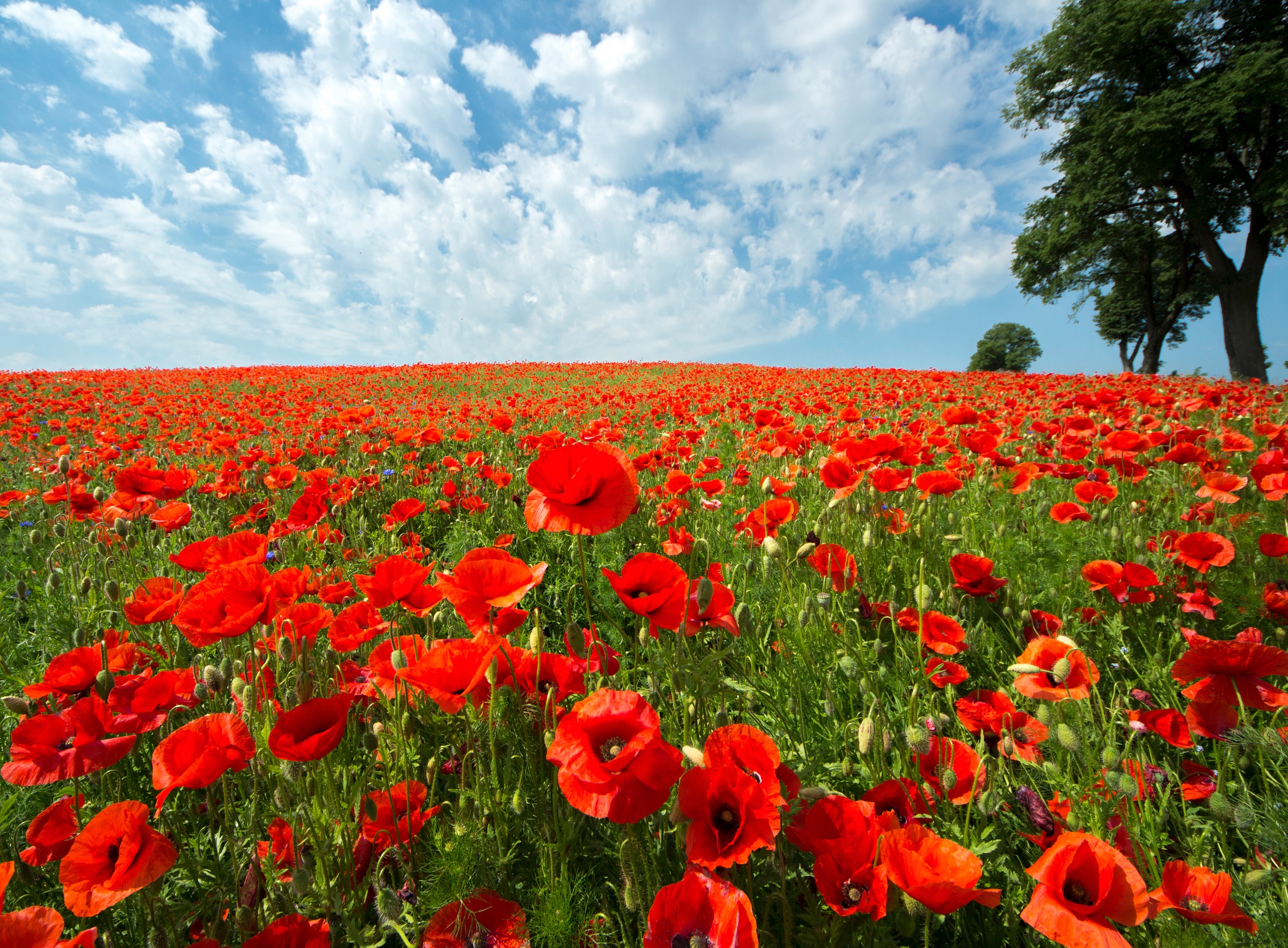 Image of Papermoon Fototapete »Red Poppy Field« bei Ackermann Versand Schweiz