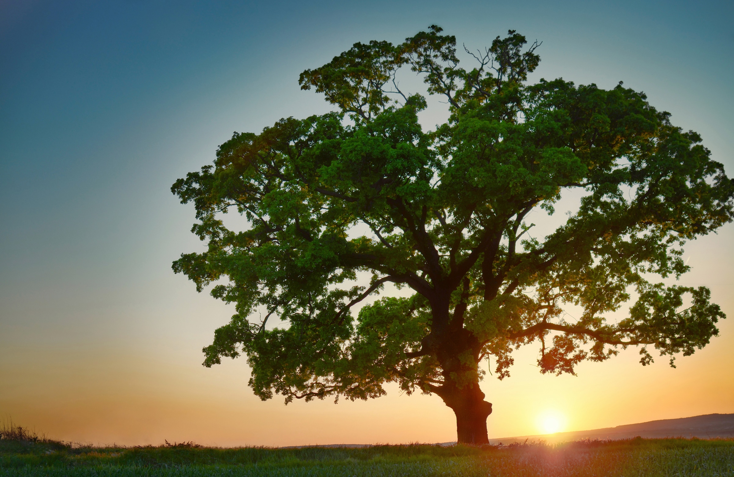 Image of Papermoon Fototapete "BAUM-NATUR LANDSCHAFT HERBST WALD BÄUME SONNENUNTERGANG"