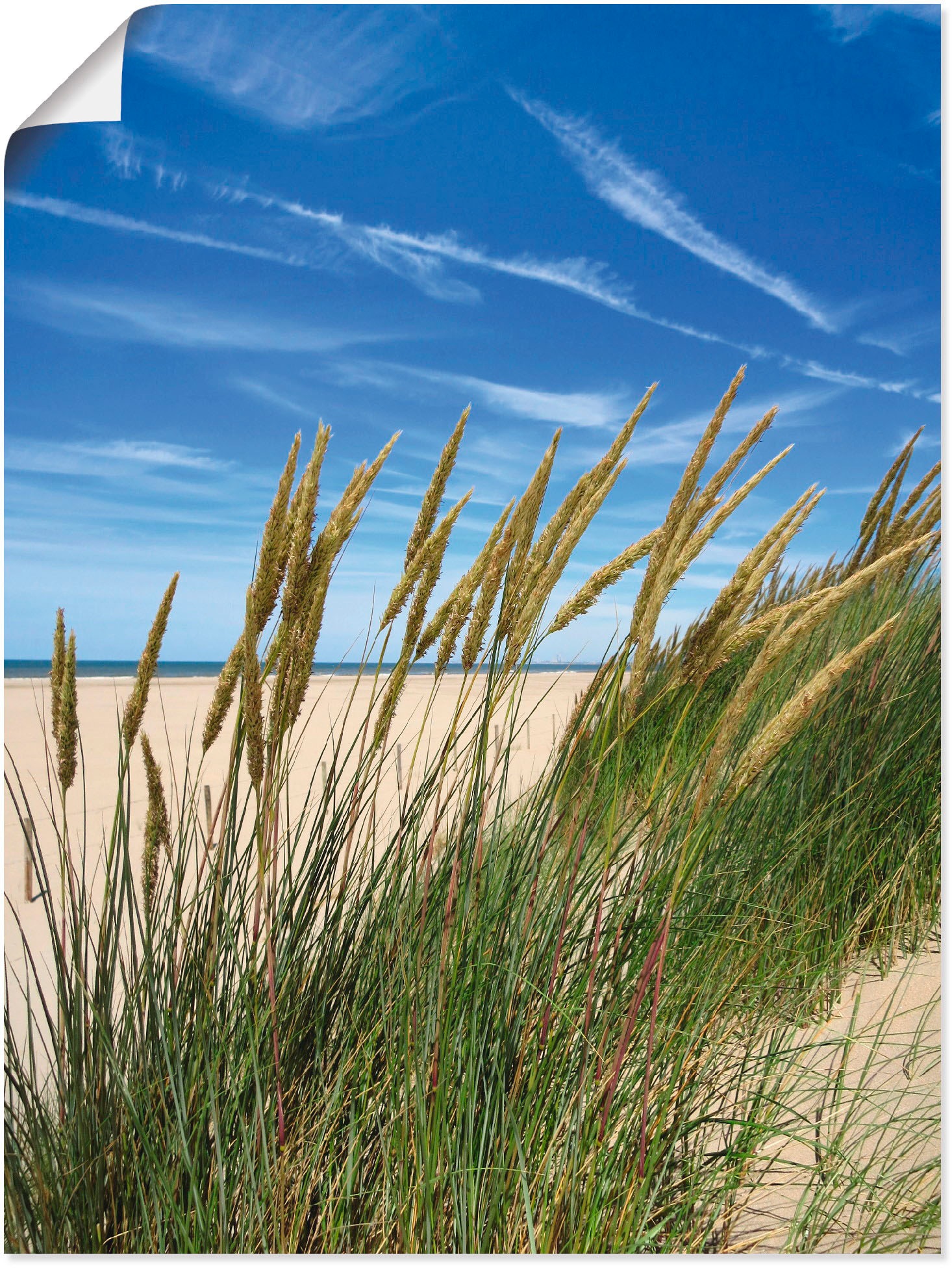 Image of Artland Wandbild »Blühendes Strandgras«, Strand, (1 St.), in vielen Grössen & Produktarten - Alubild / Outdoorbild für den Aussenbereich, Leinwandbild, Poster, Wandaufkleber / Wandtattoo auch für Badezimmer geeignet bei Ackermann Versand Schweiz